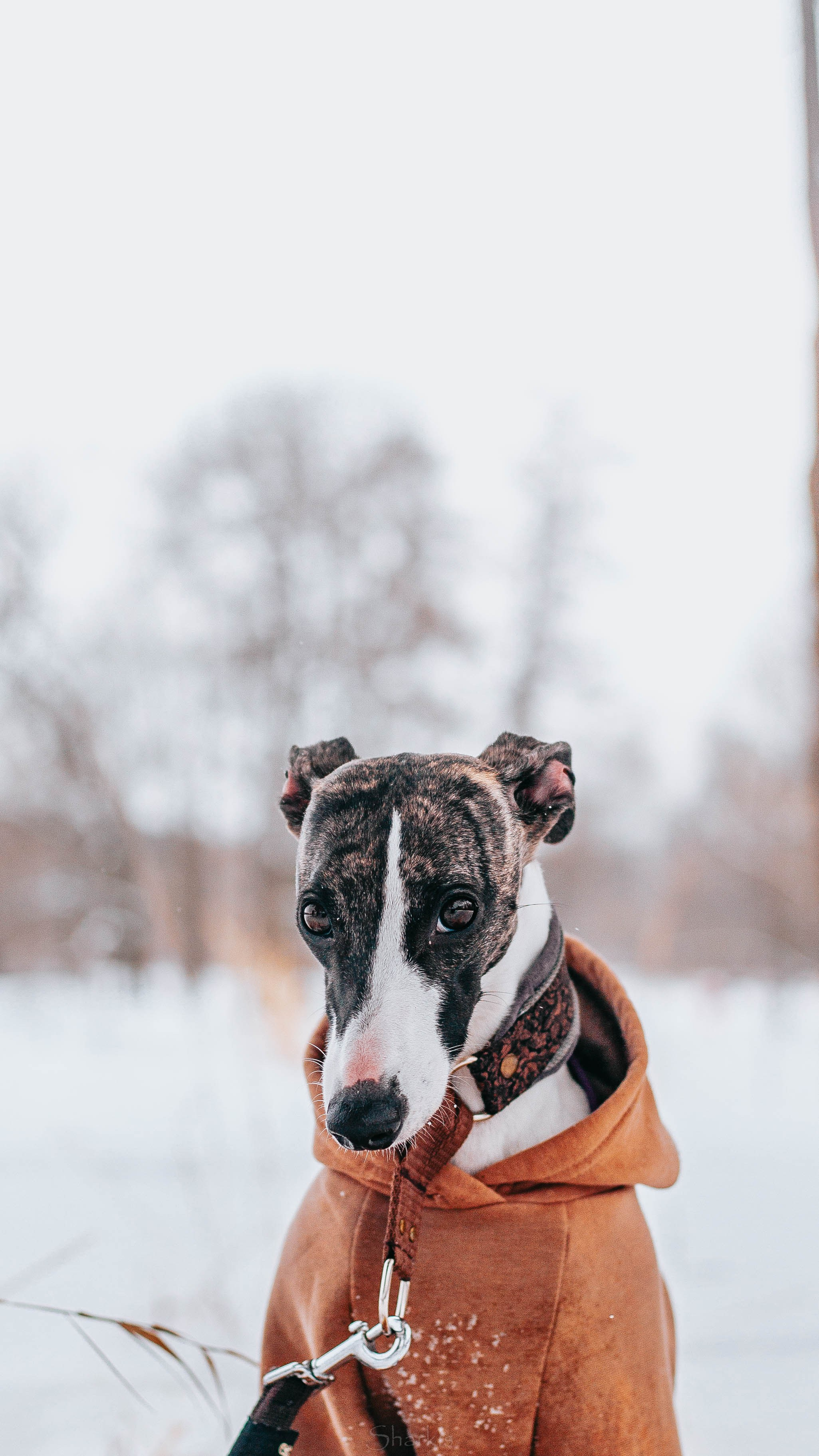 Хельга и Пёс. Главная