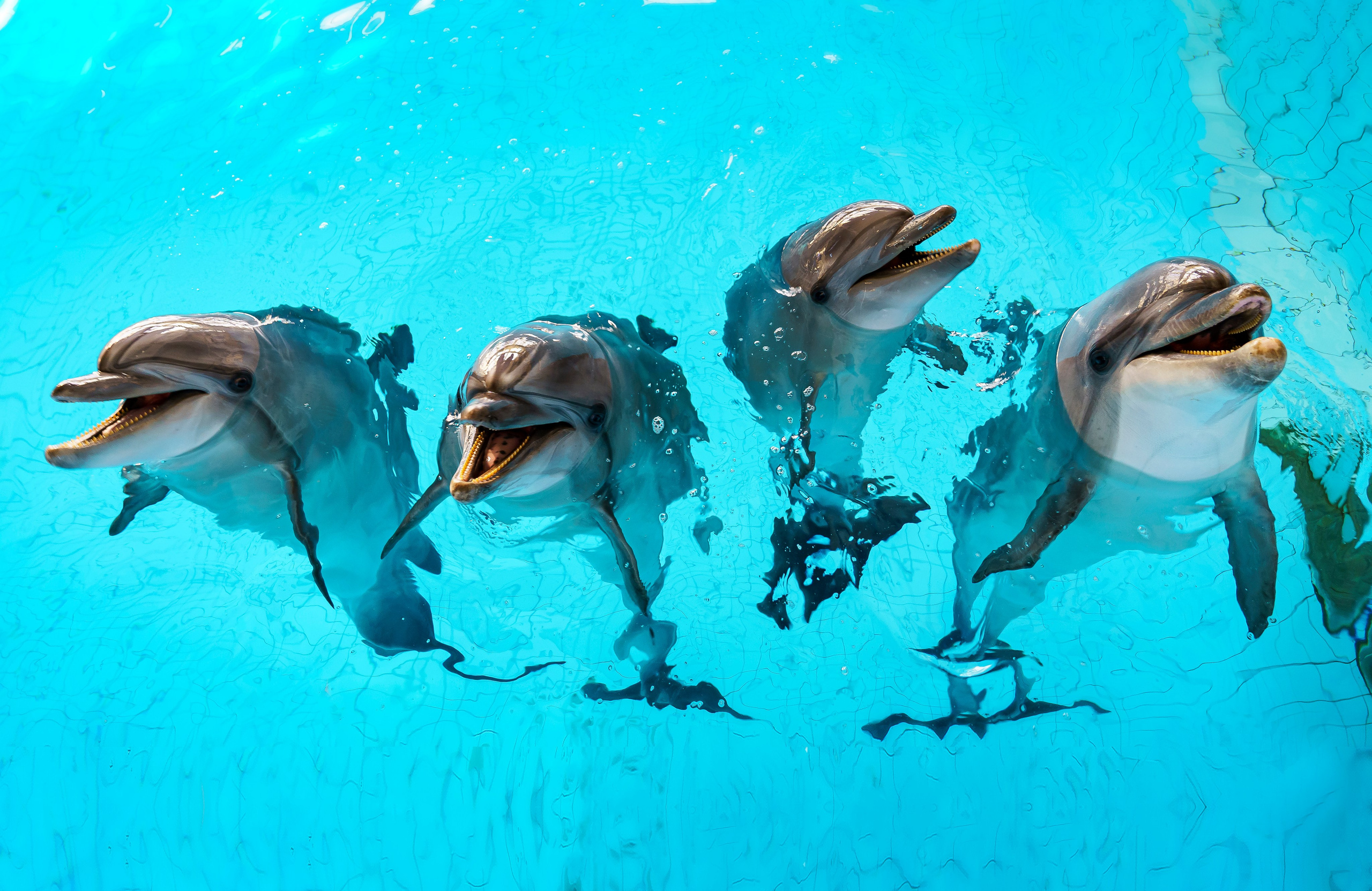 ФЕСС-ФОТО/ВИДЕО