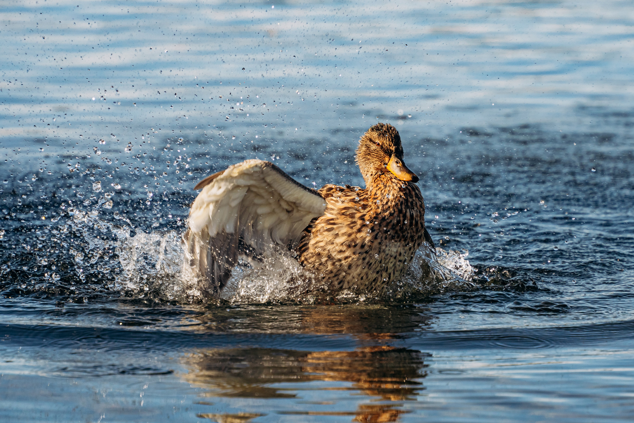 СЕВЕР. Event фотограф Степанова Александра