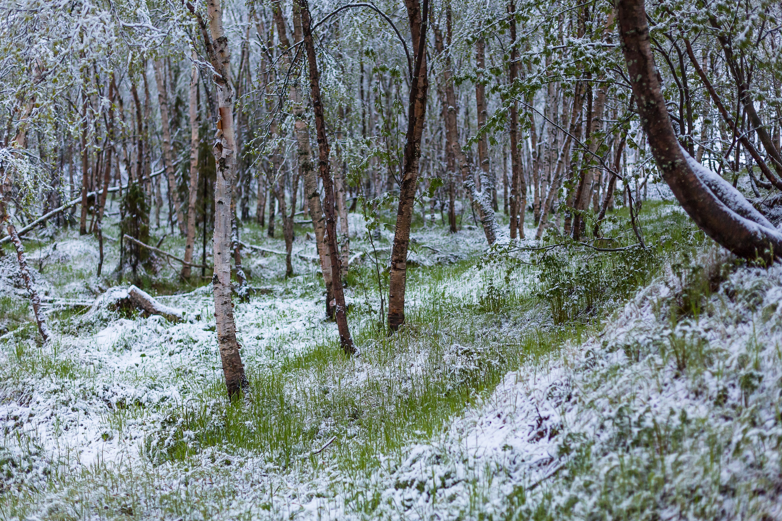 Мир растений. Пейзажи Крайнего Севера. Баренцево море, Рыбачий, Средний, Немецкий
