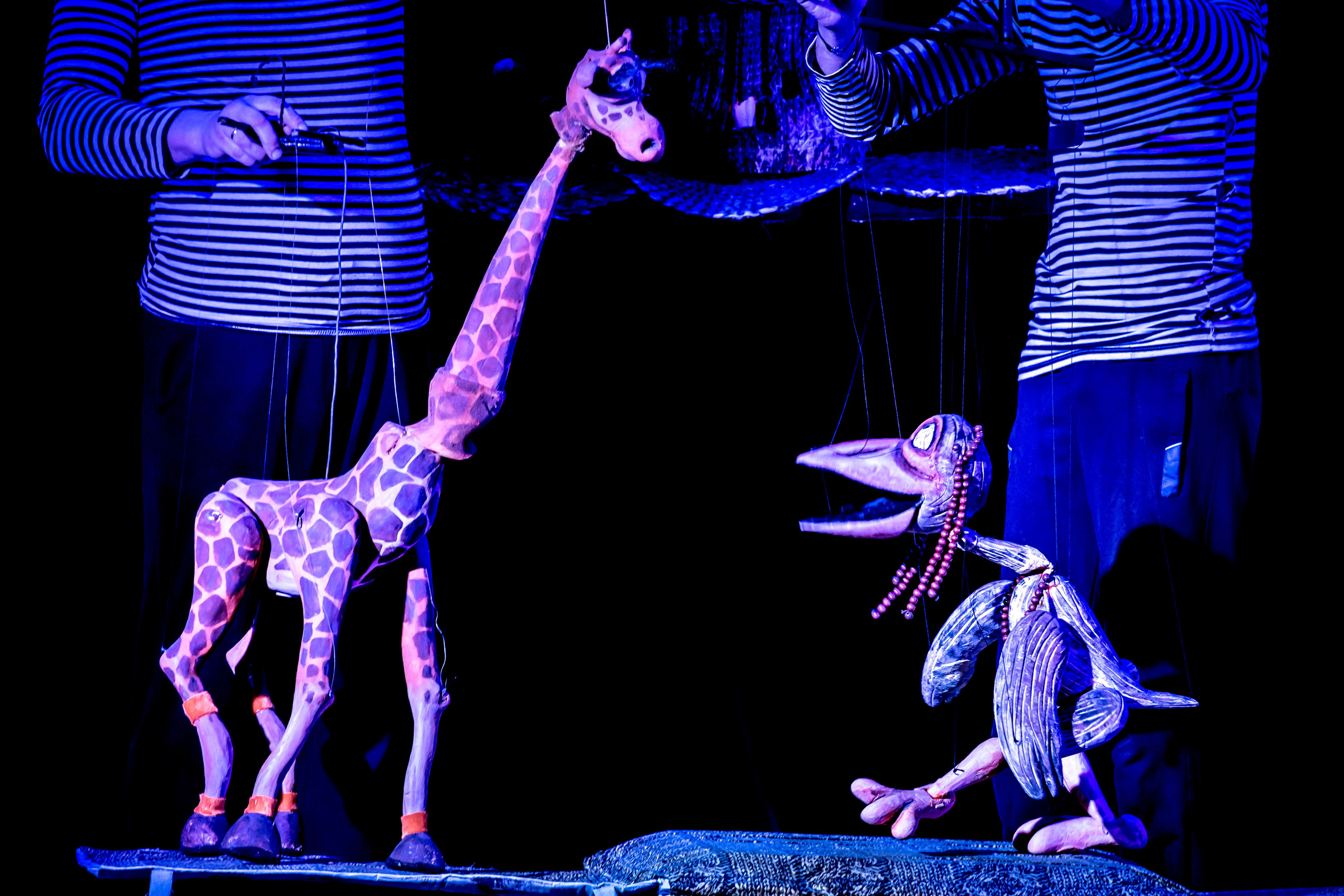 Жирафа и носорог спектакль театра Саквояж. Фотограф в Сочи Юрий Шептаев