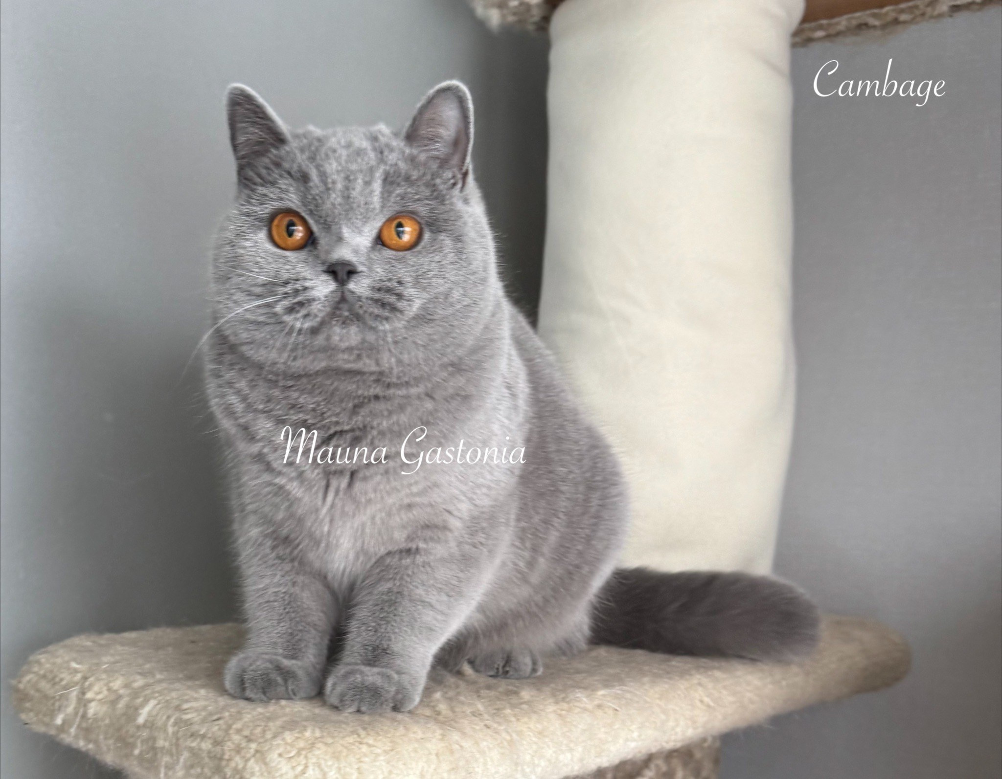 Cambage. Mauna Gastonia