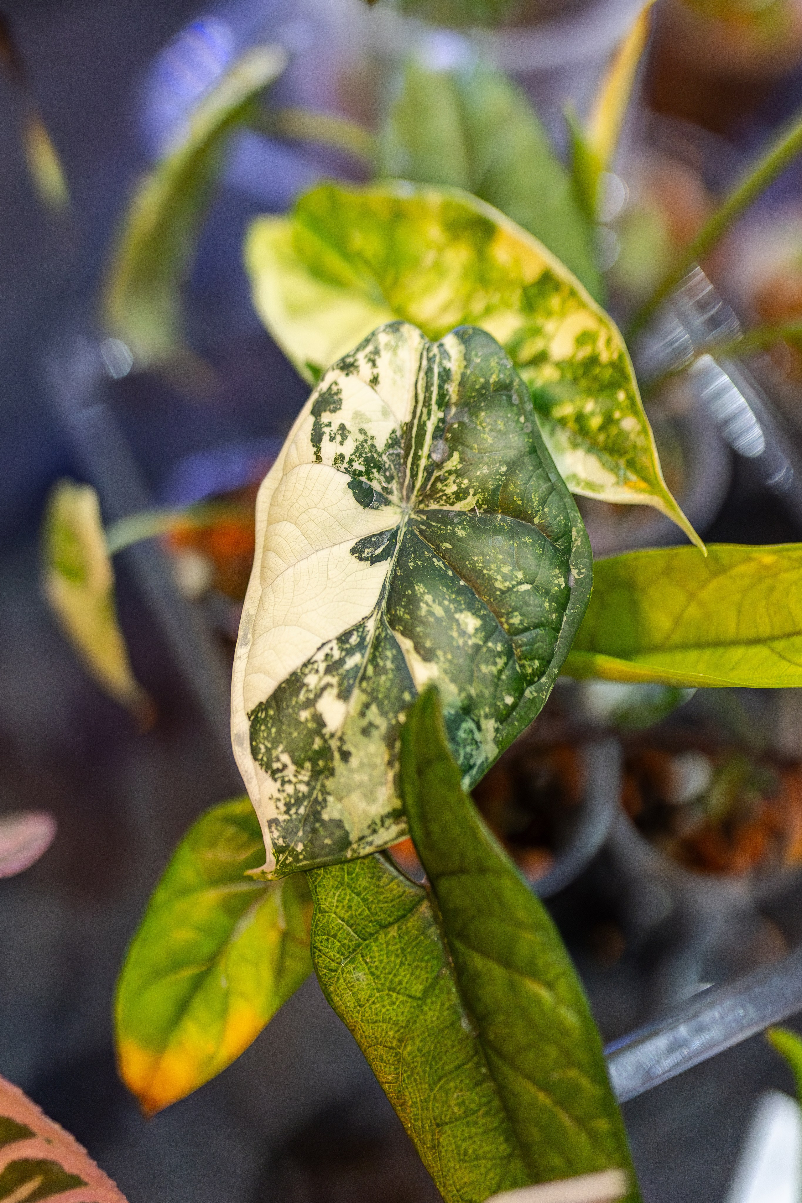 Монстериум апрель 2026. Александра Куликова фотограф, Москва