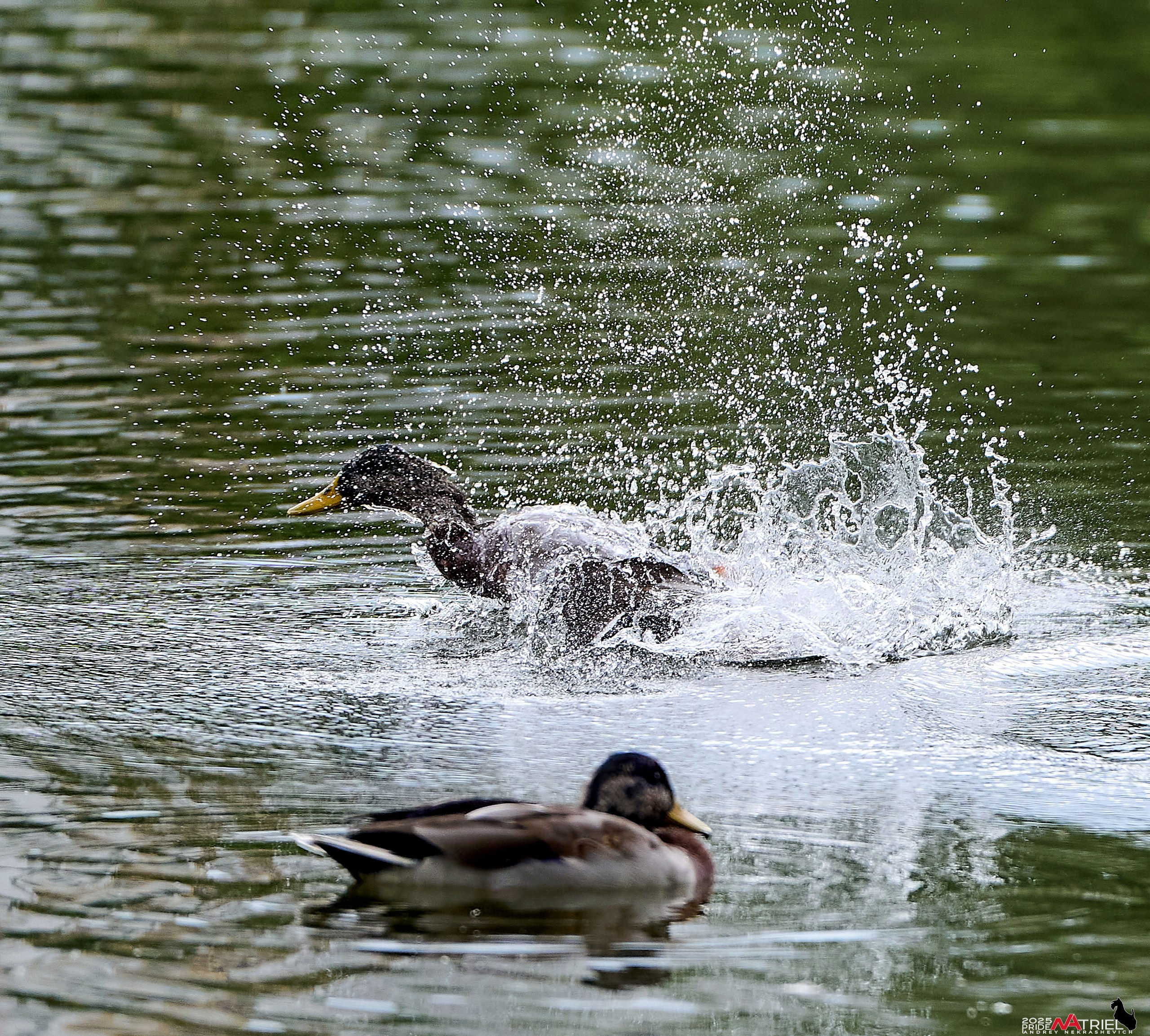 Утки на пруду