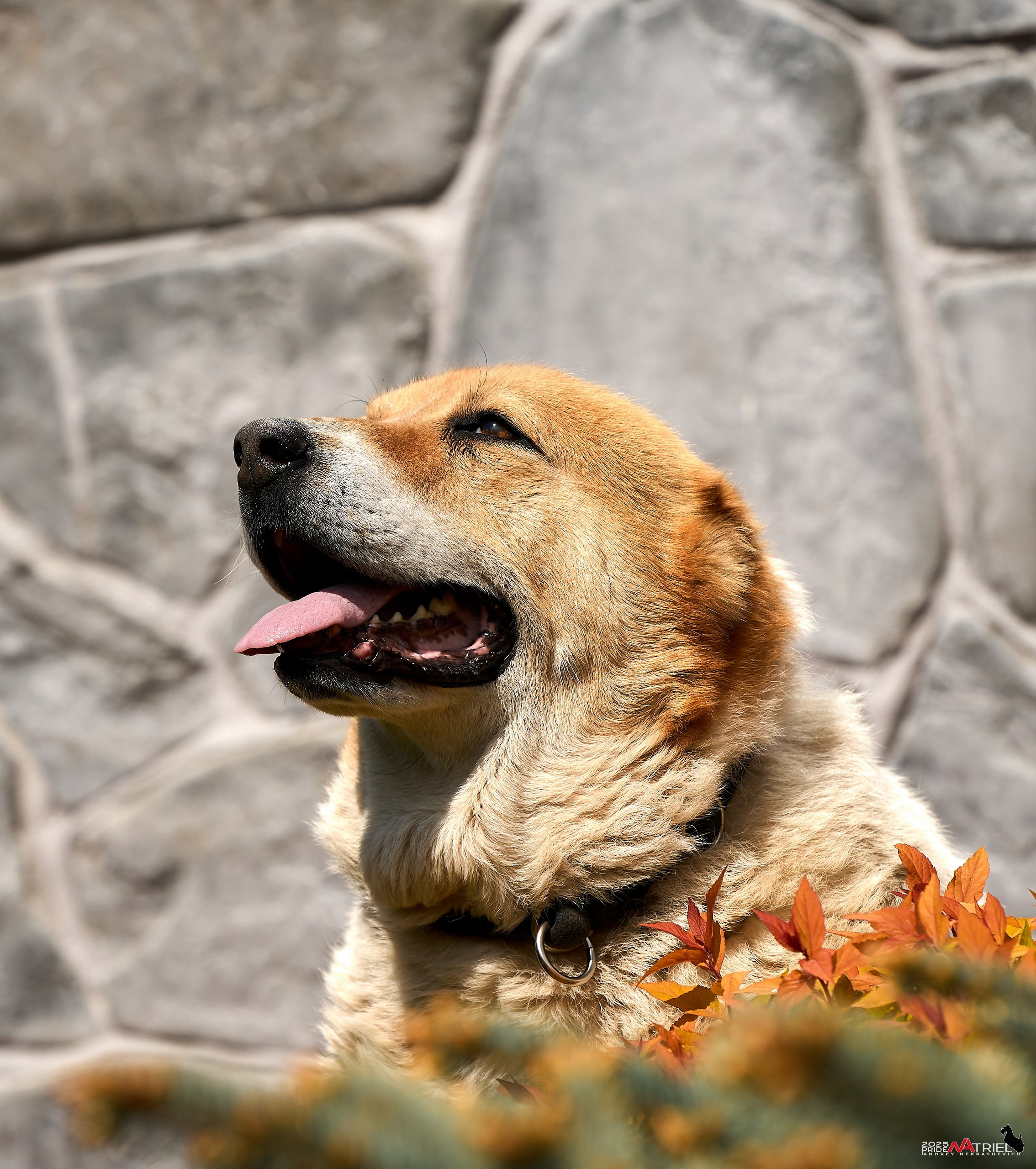 Съемка в питомнике