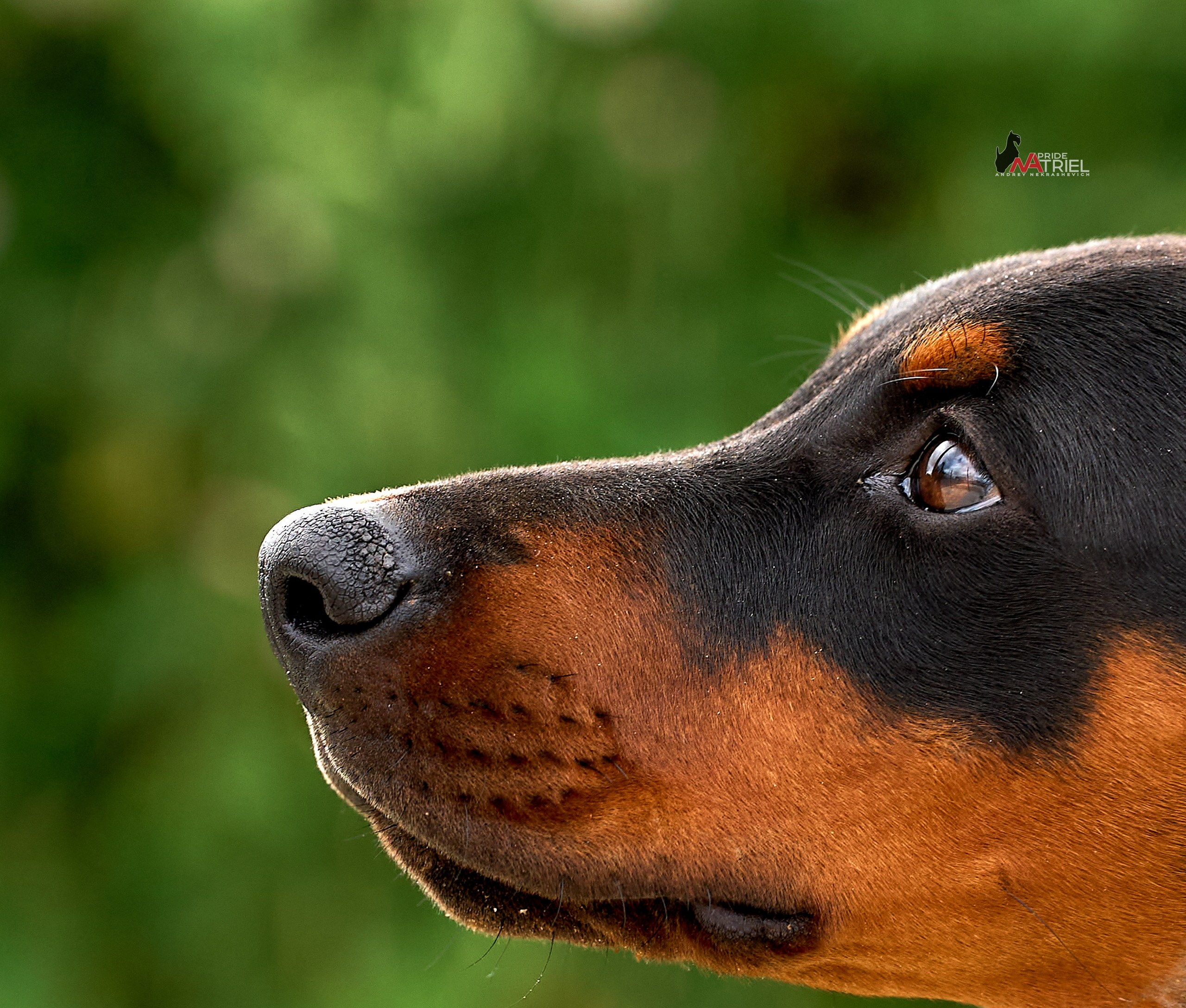 Щенки на прогулке — галерея NATRIEL