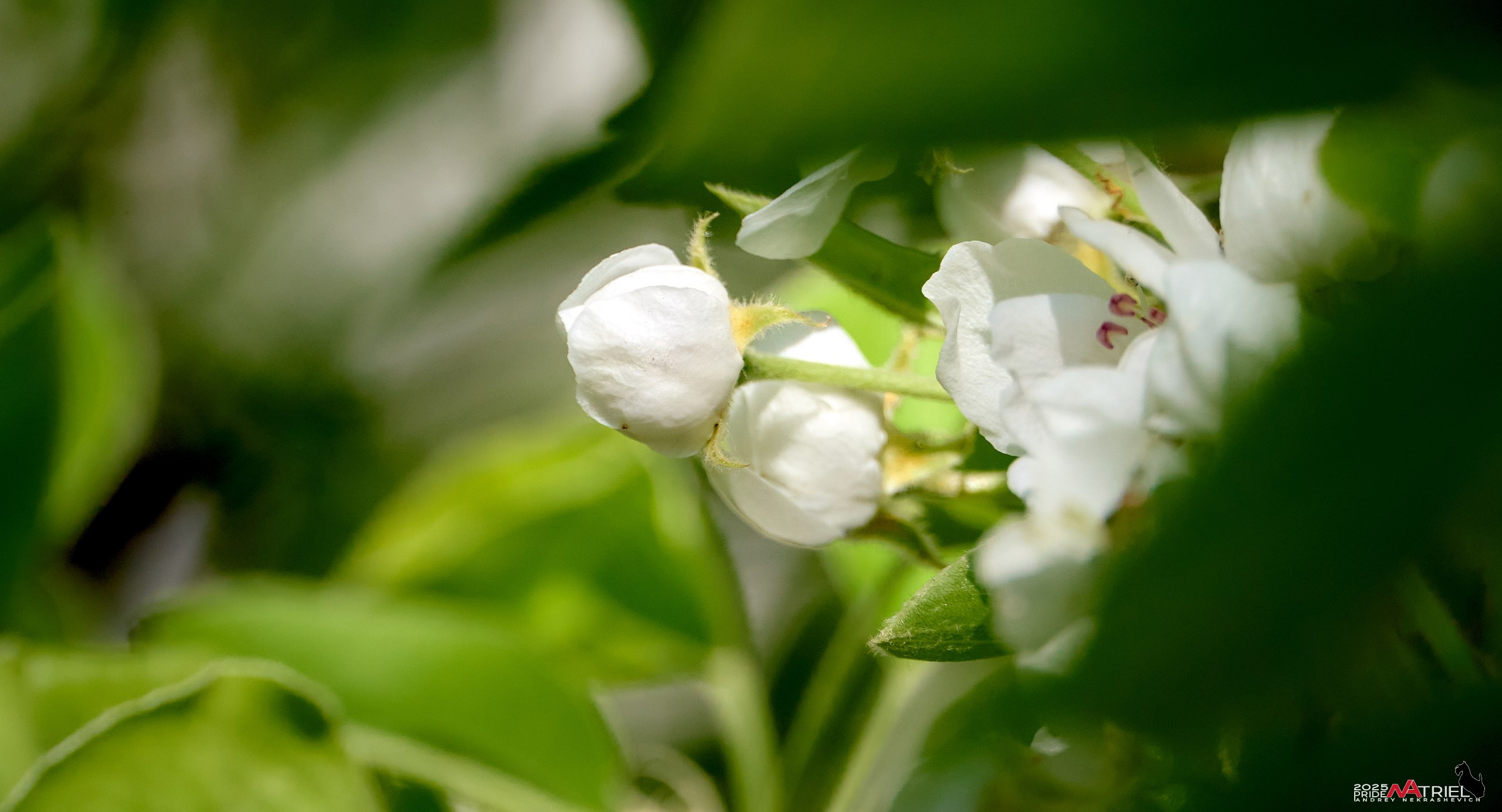 Природа в апреле. Всё в цветении!