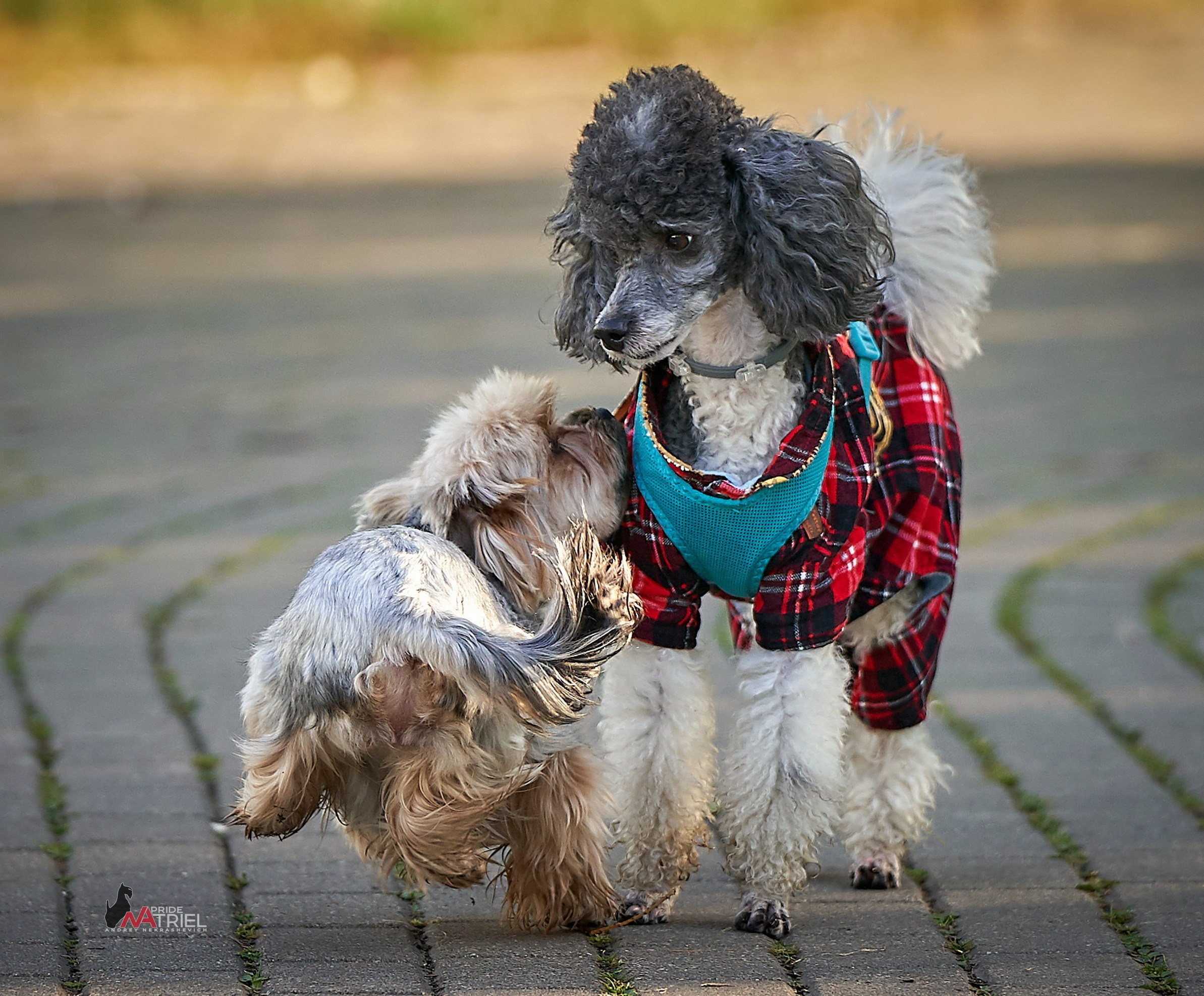 Йоркширский терьер Циля