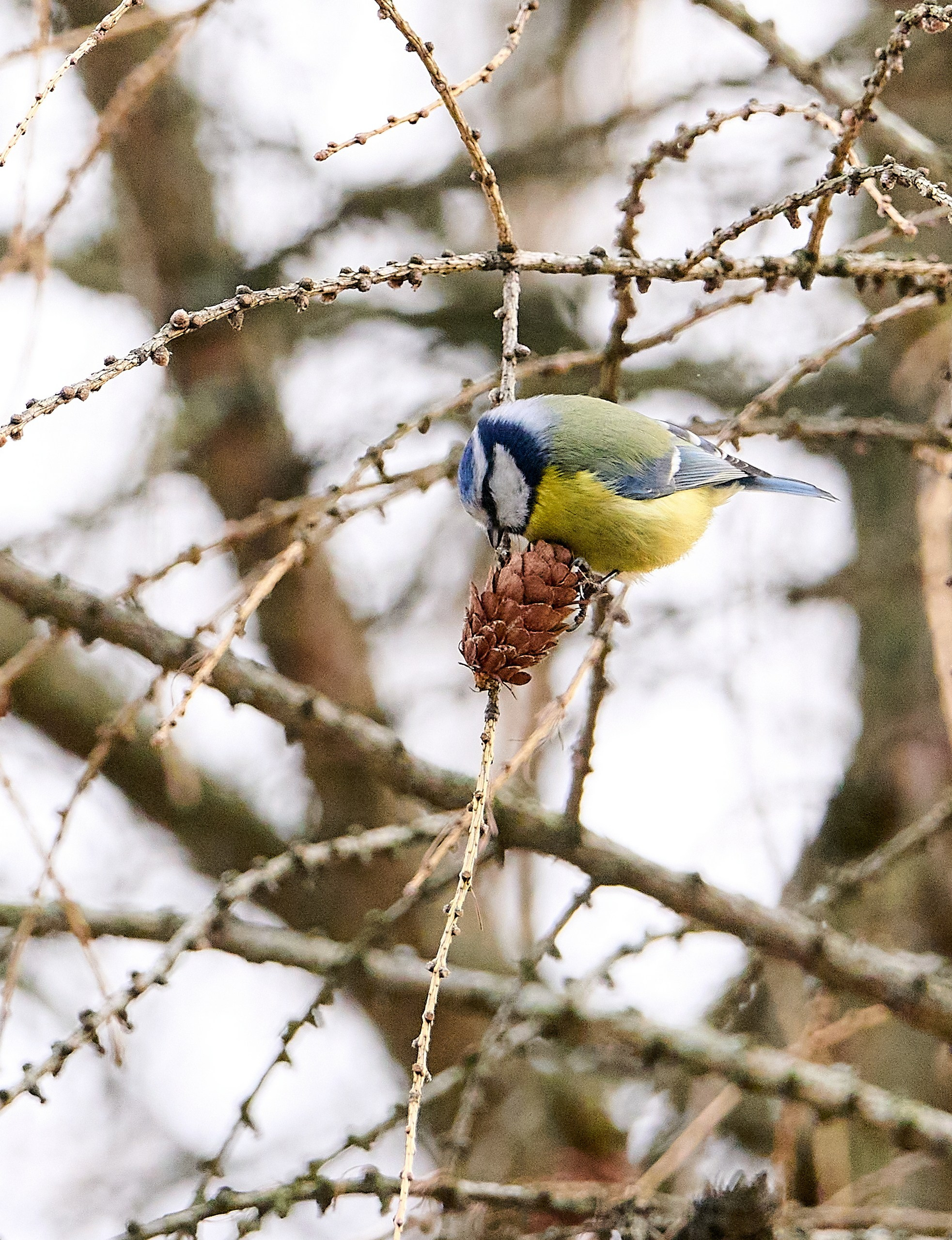 Фото птиц — галерея NATRIEL