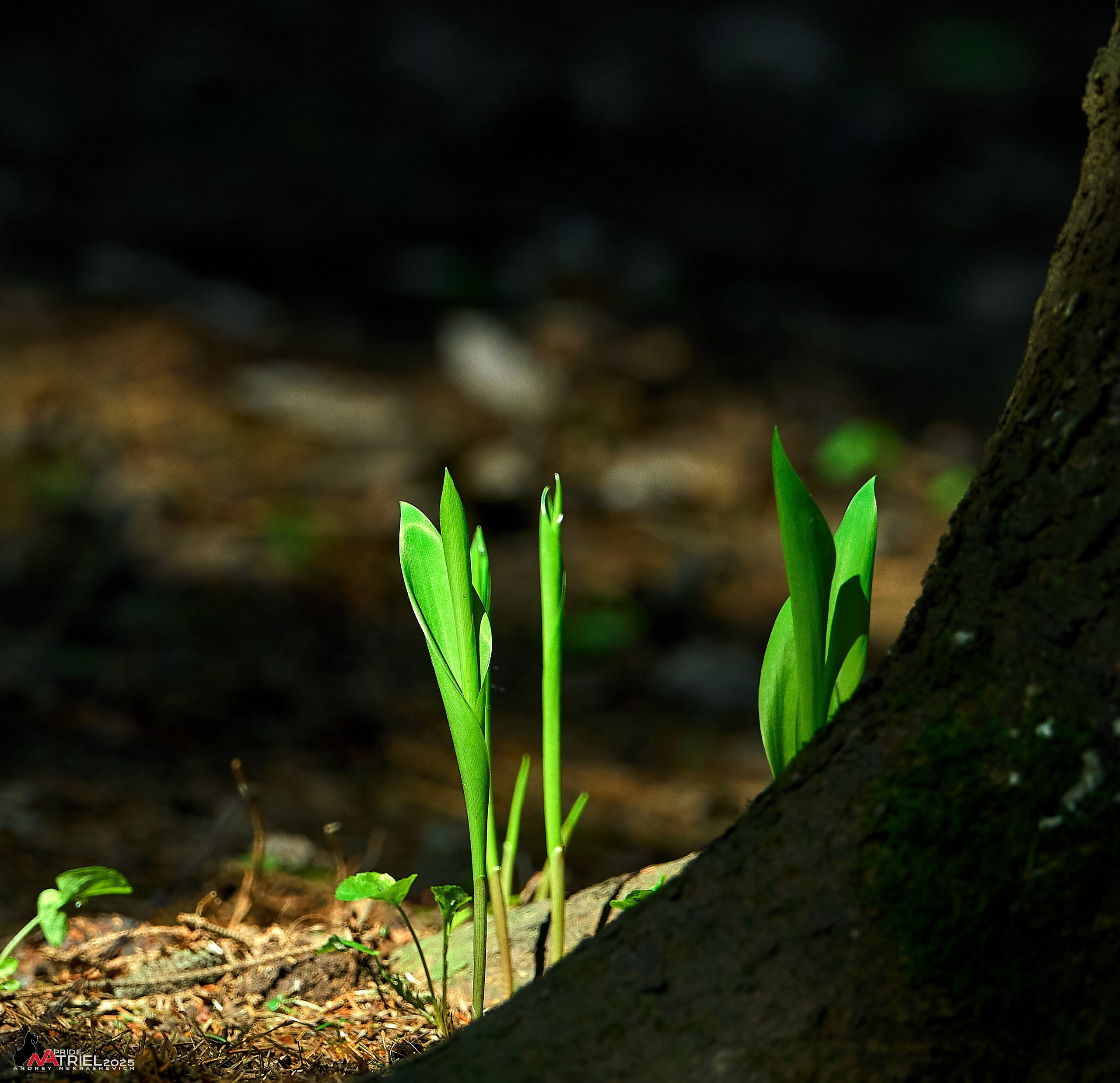 Съемка в майском лесу