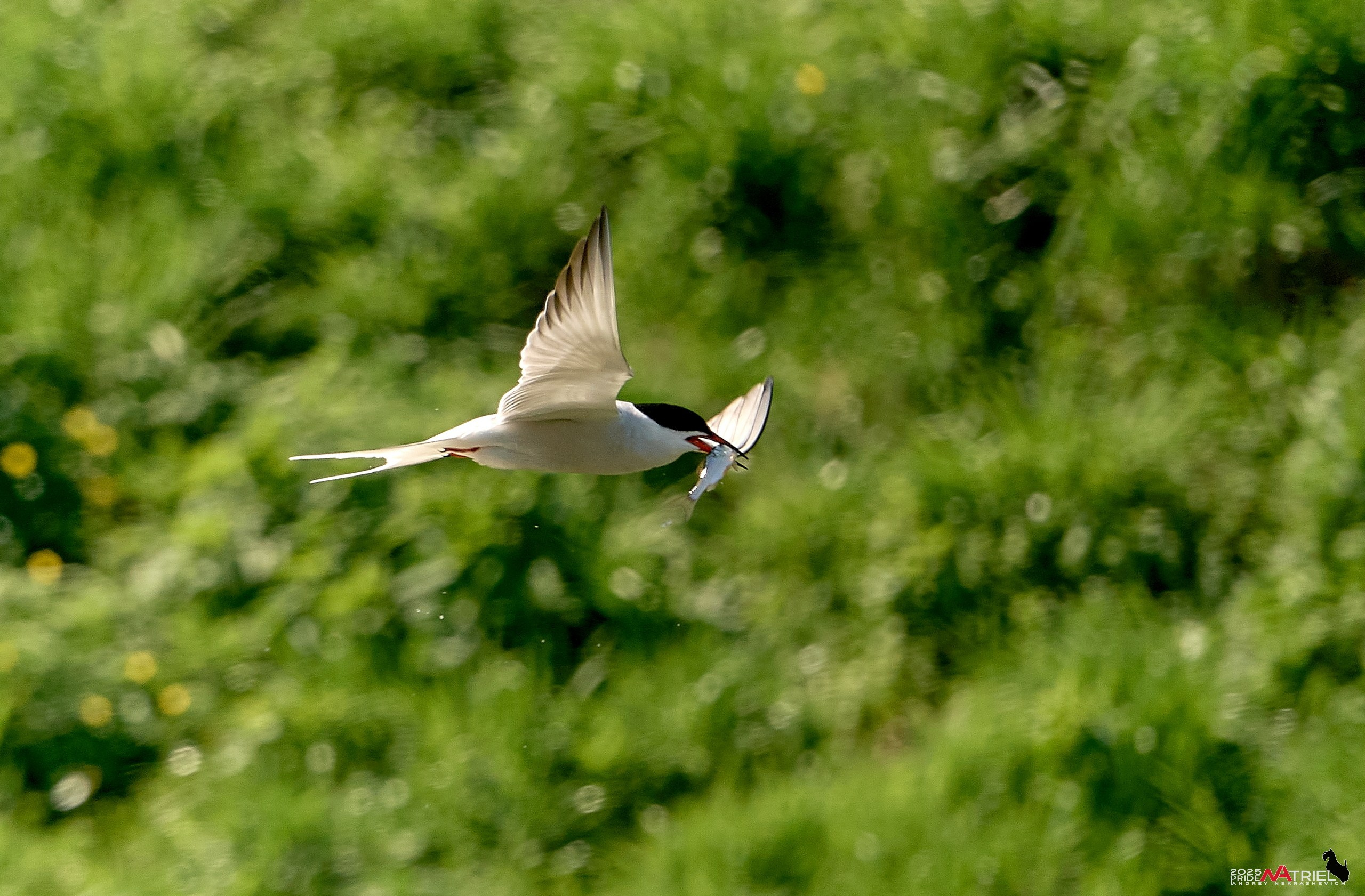 Птички и цветочки