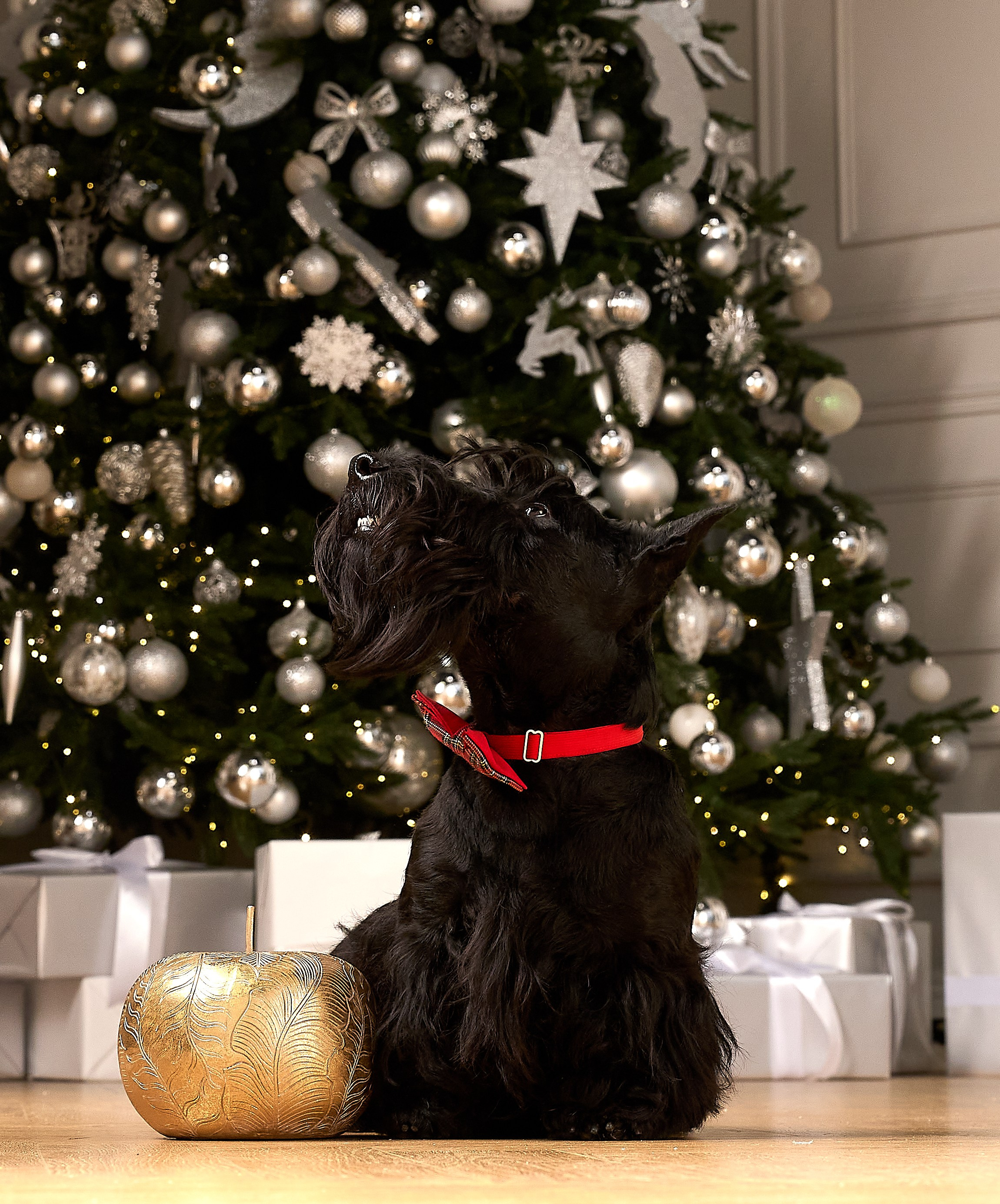 Съемка в студии со скотч-терьерами