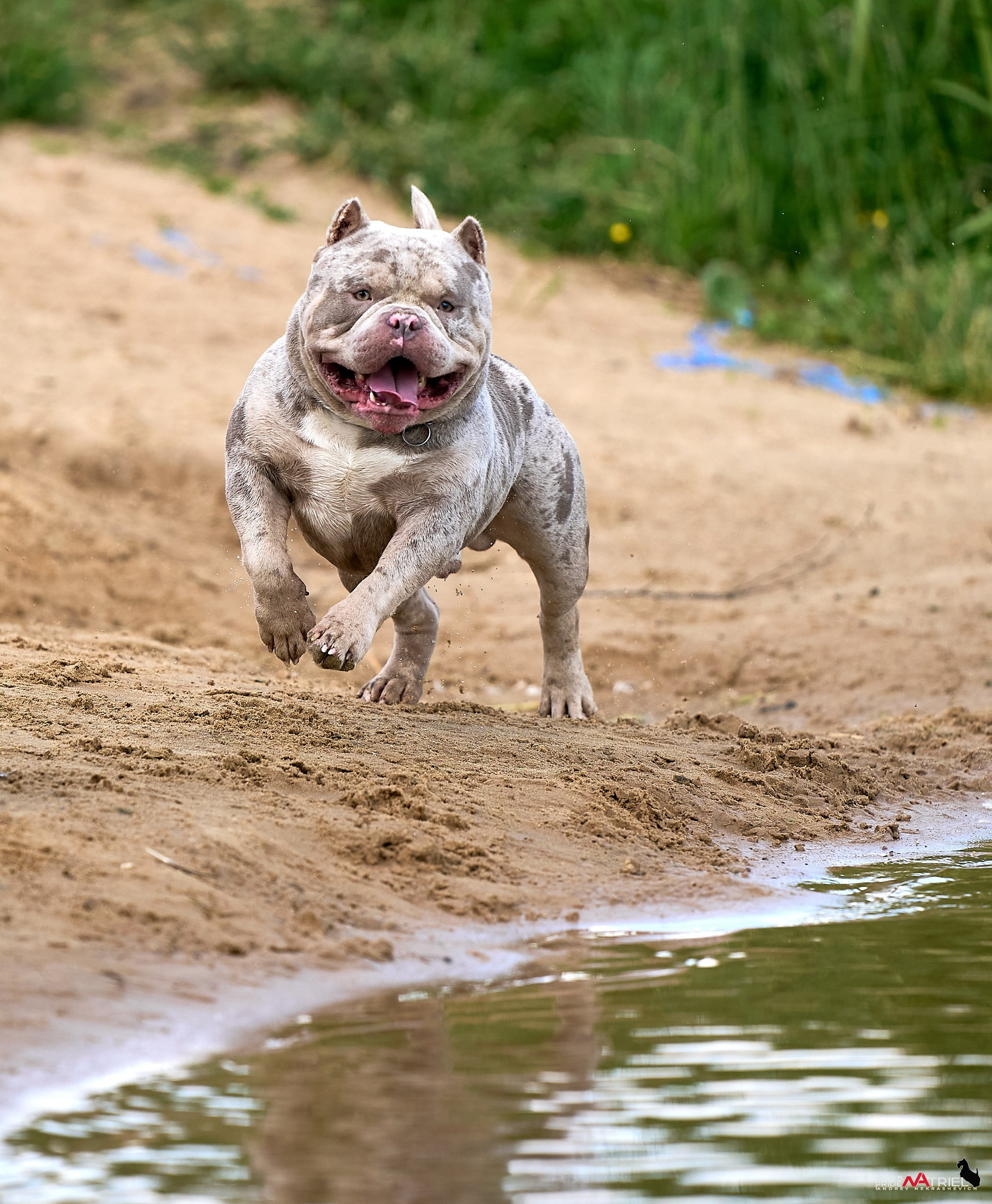 Съемка собак породы булли на природе