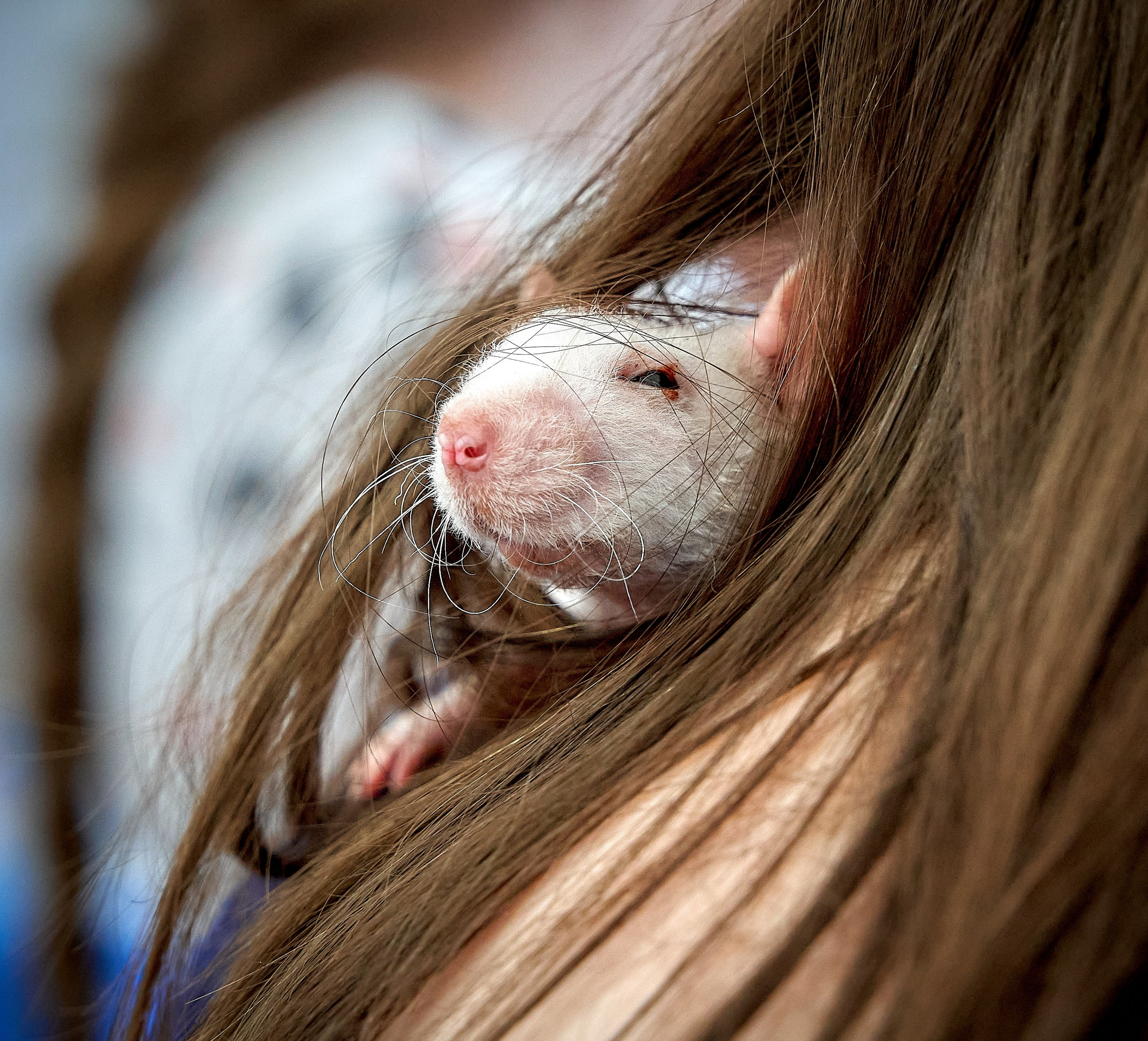 Животные — галерея NATRIEL