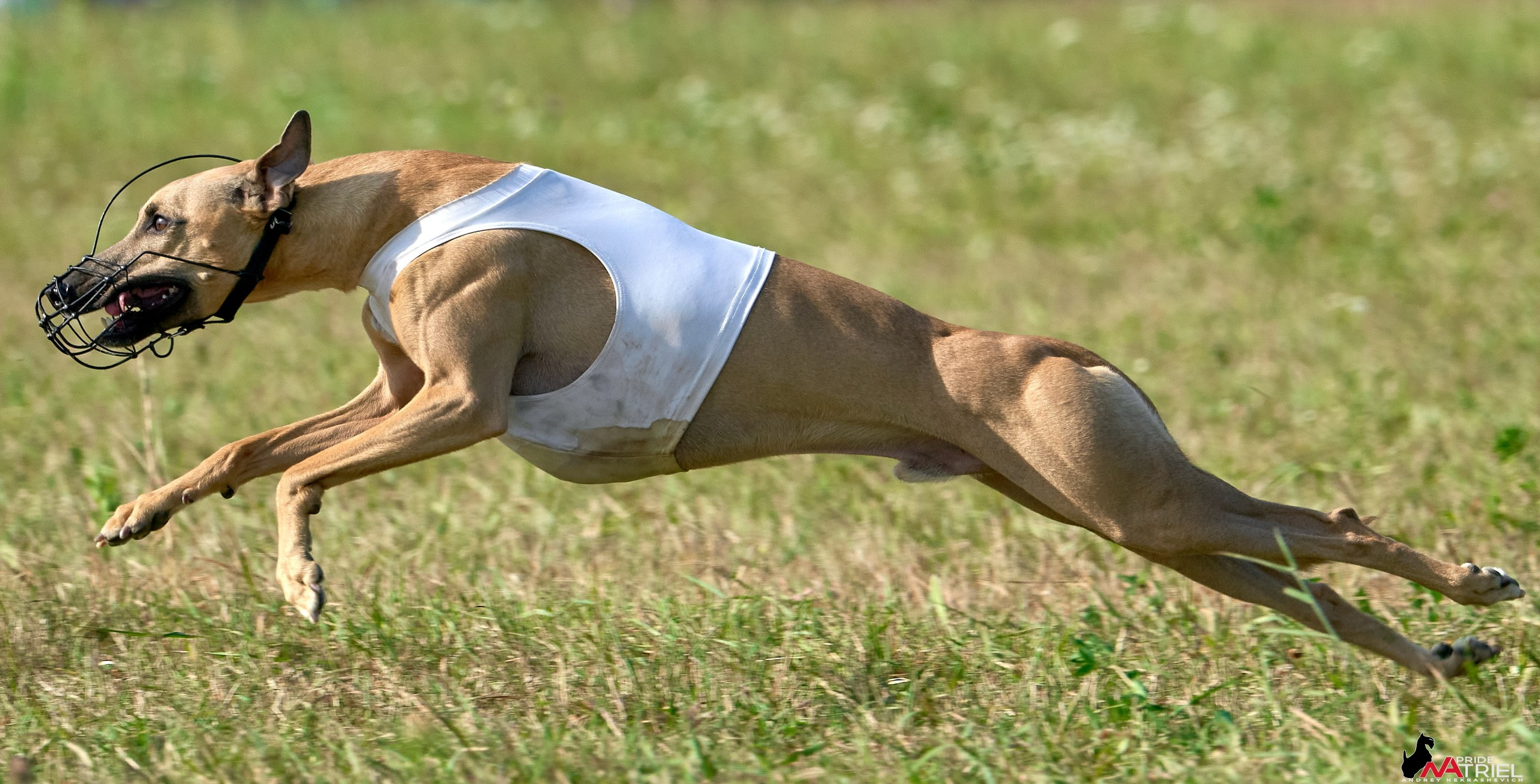 Съемка курсинг — галерея NATRIEL