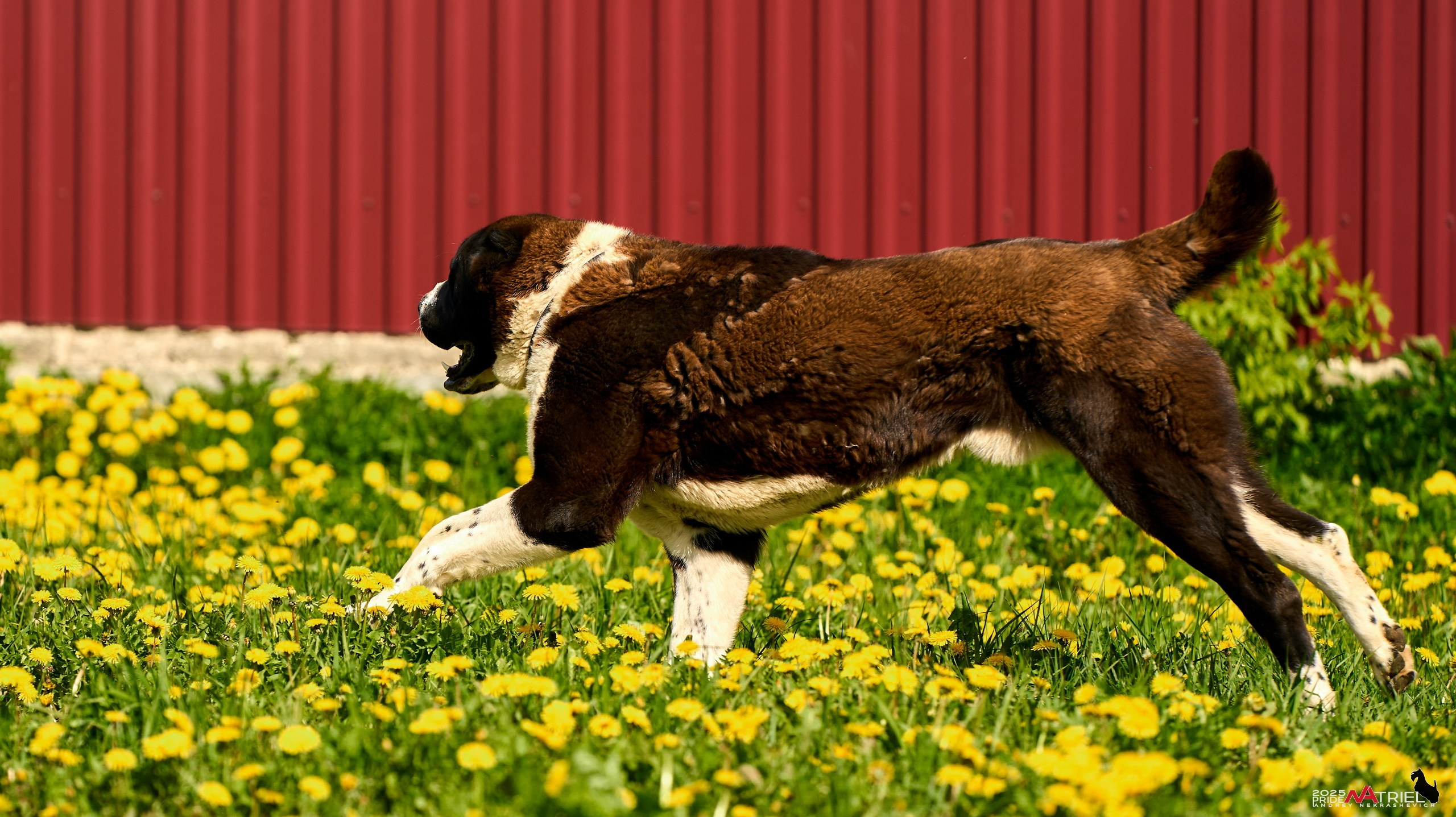 Съемка в питомнике