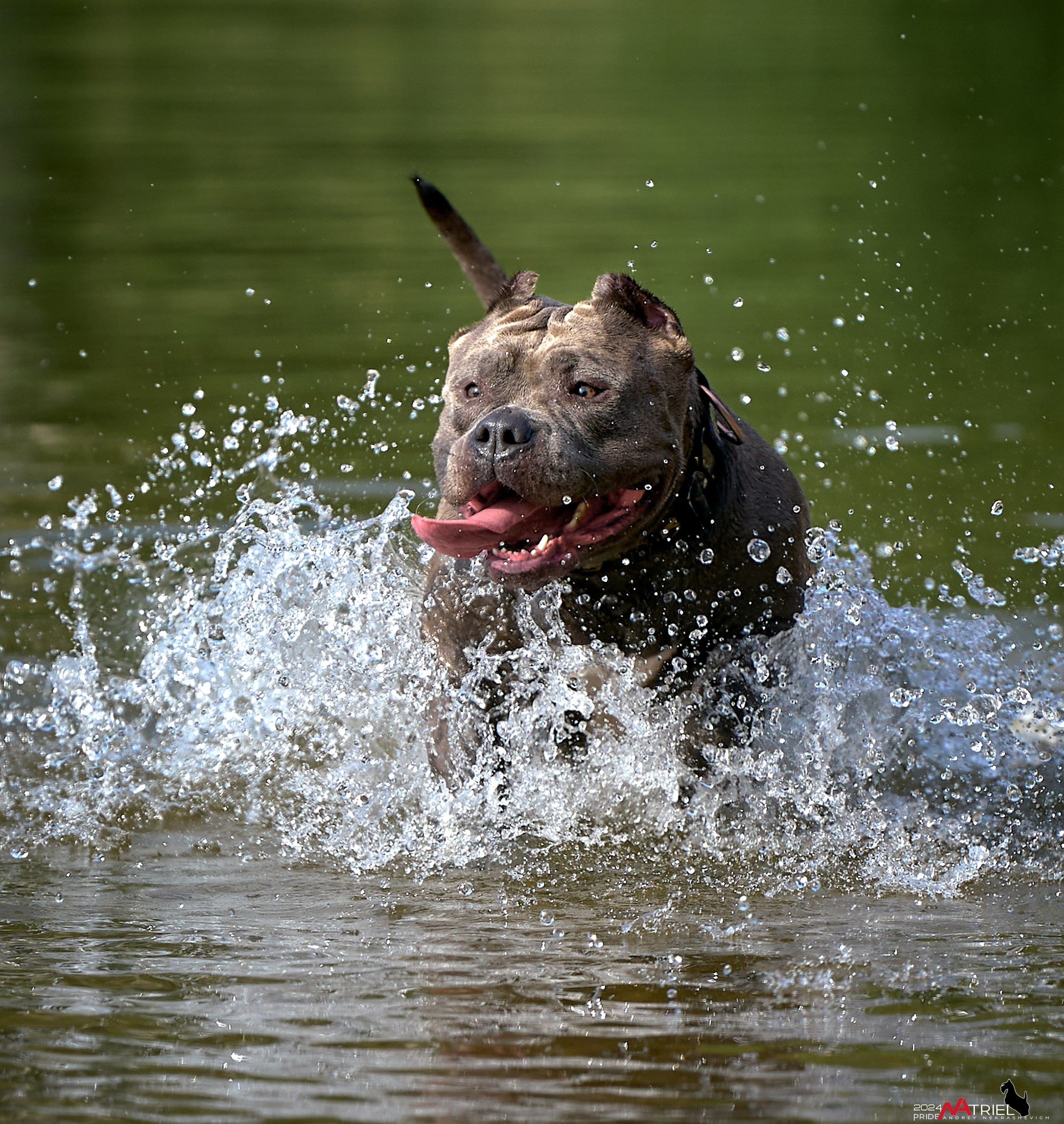 Фотопрогулка с булли