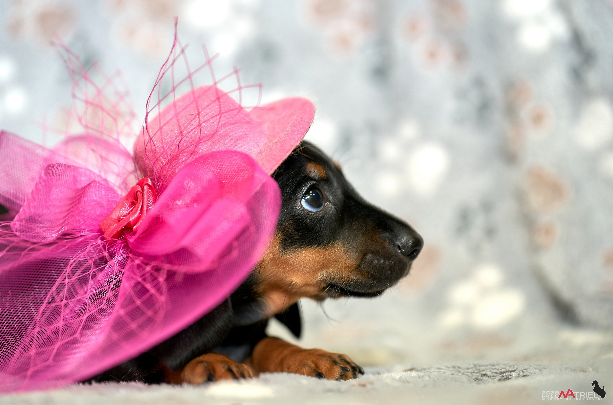 Съемка щенков таксы с мобильным светом