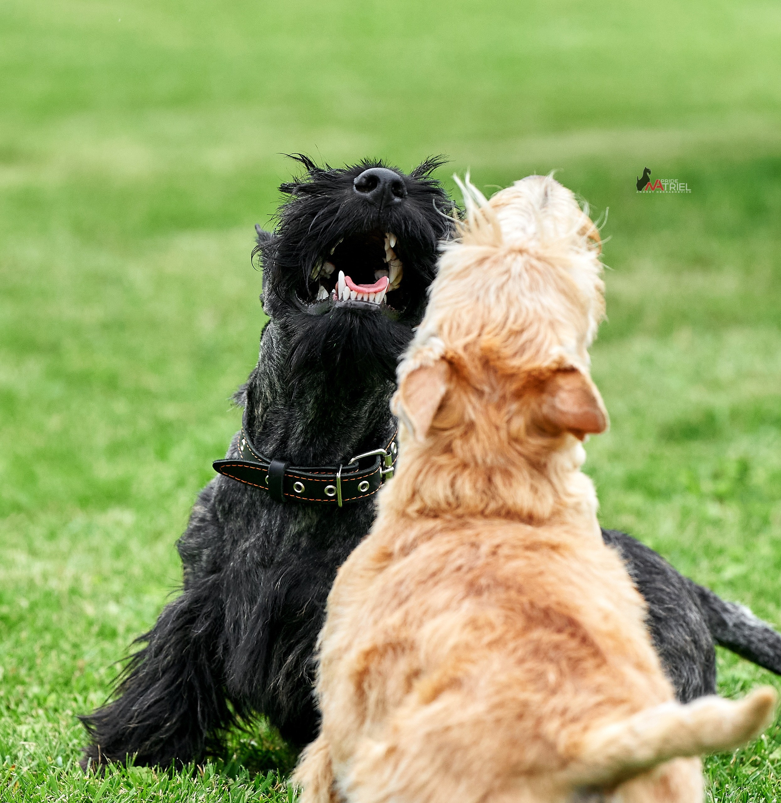 Прогулка в движении — галерея NATRIEL