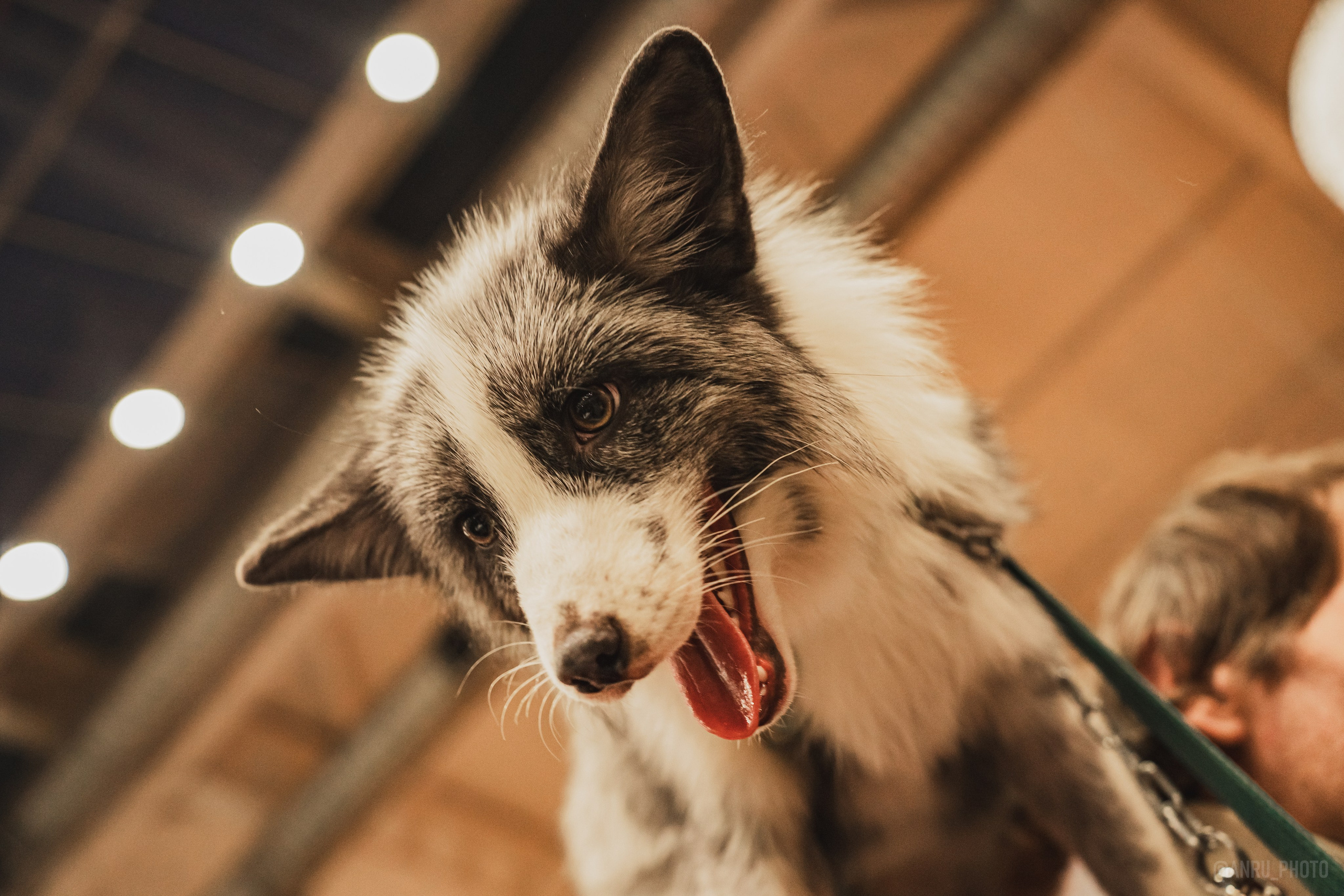 Fox Family fest. Репортажный фотограф Анастасия Рубцова