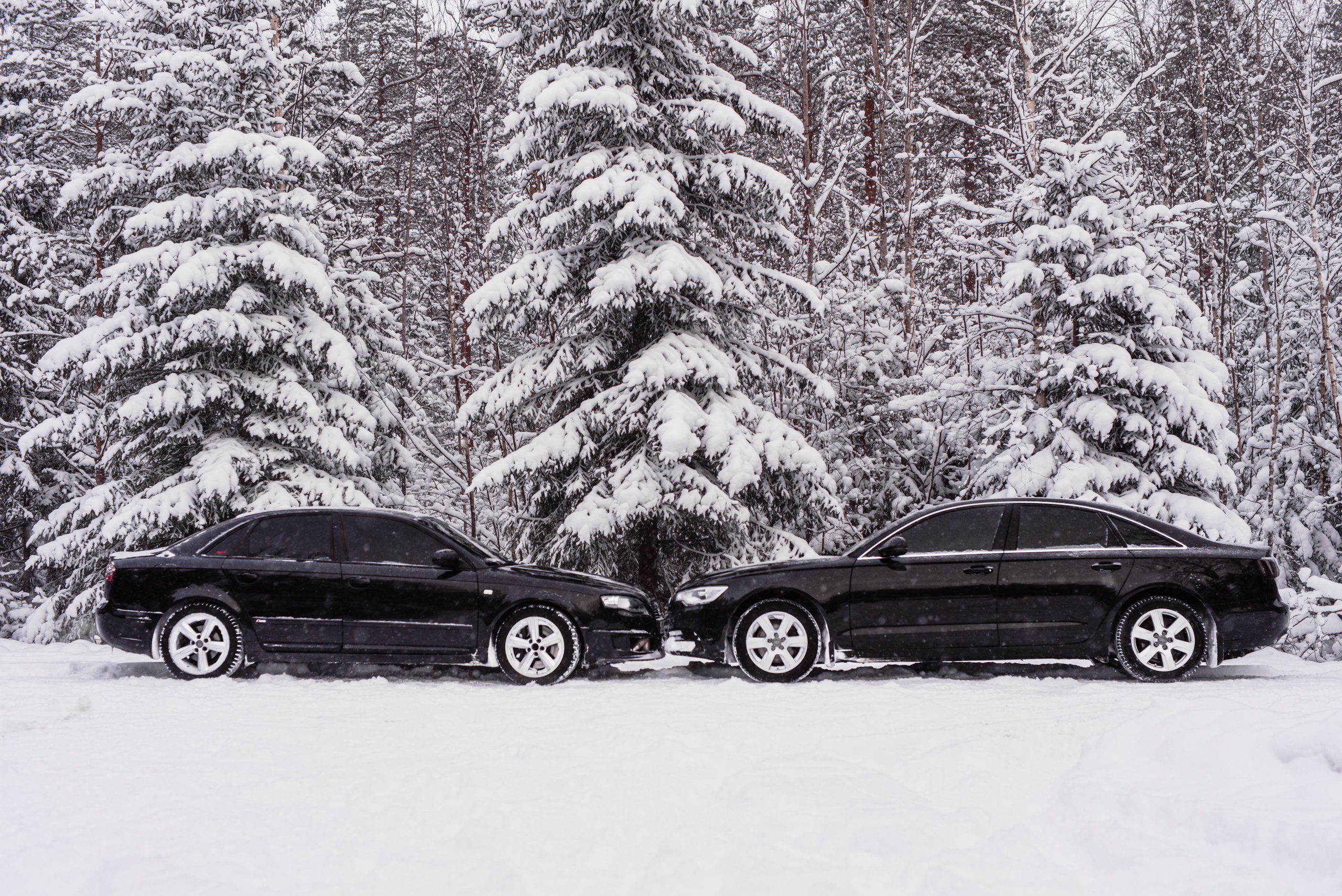 AUDI в лесу. Фотограф в Санкт-Петербурге и Ленинградской области