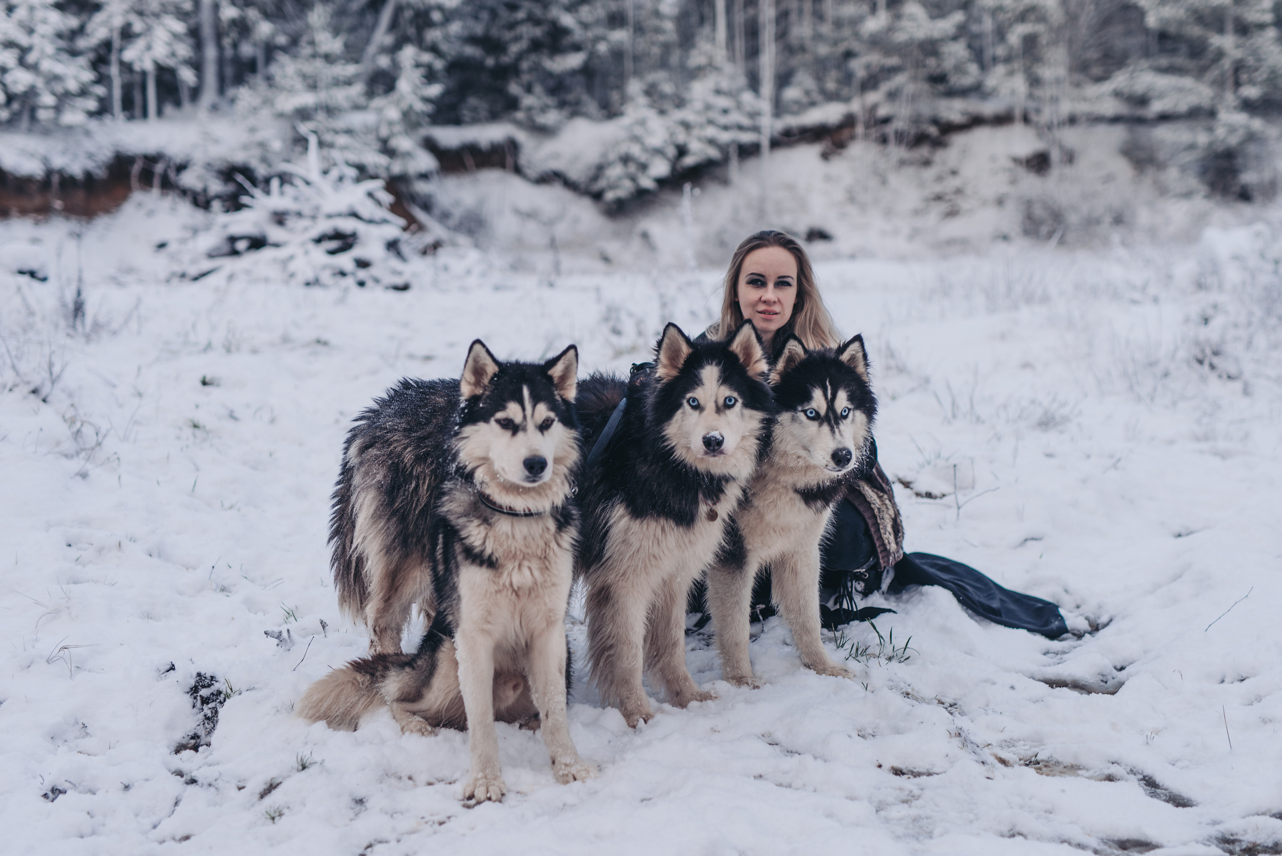Сказка с хаски. Фотограф в Санкт-Петербурге и Ленинградской области