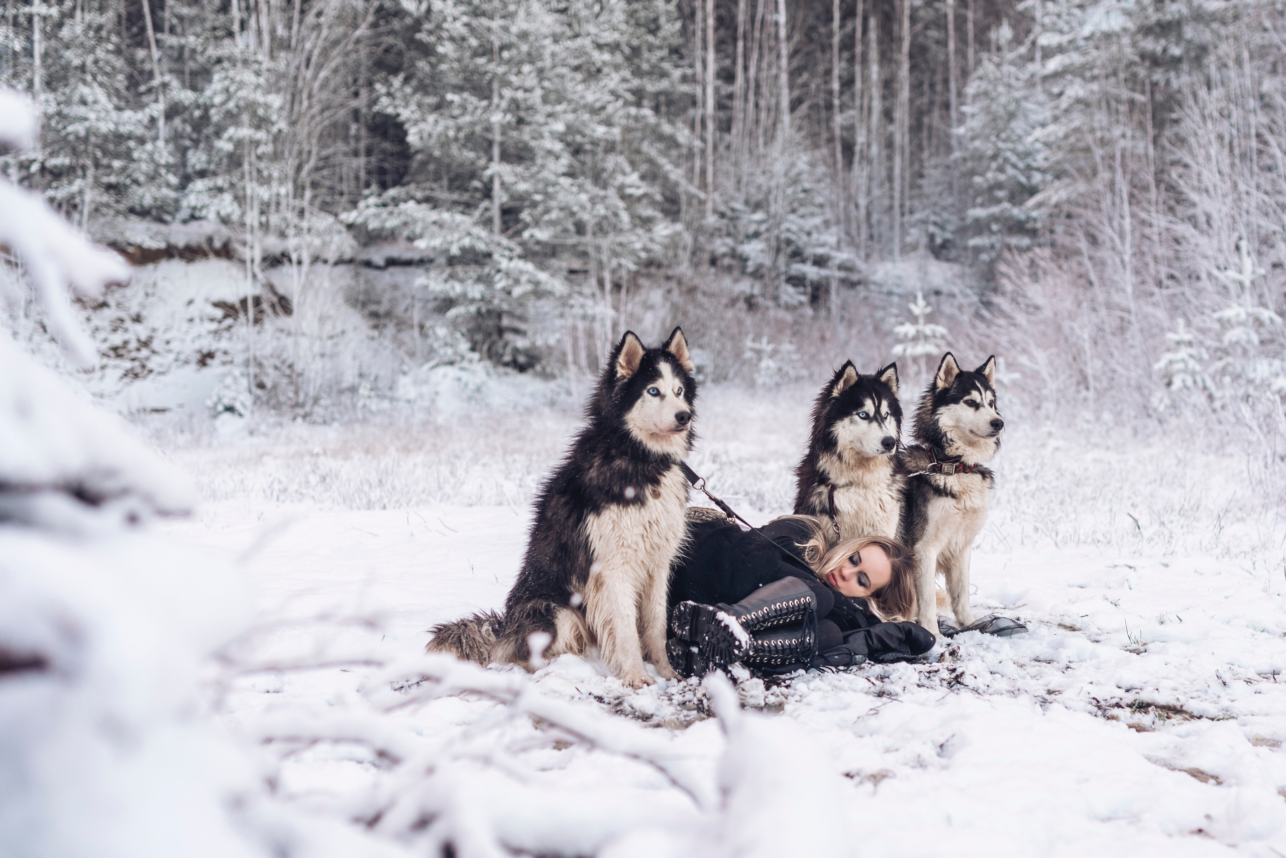 Сказка с хаски. Фотограф в Санкт-Петербурге и Ленинградской области