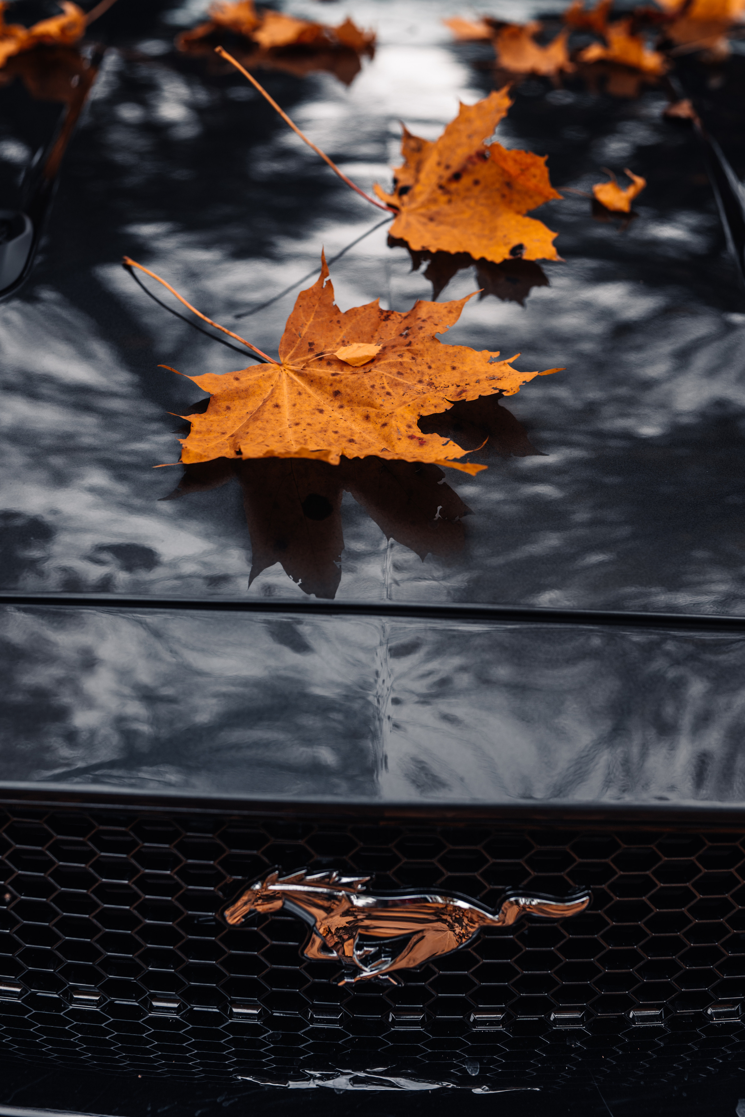 Ford Mustang. Фотограф в Санкт-Петербурге и Ленинградской области
