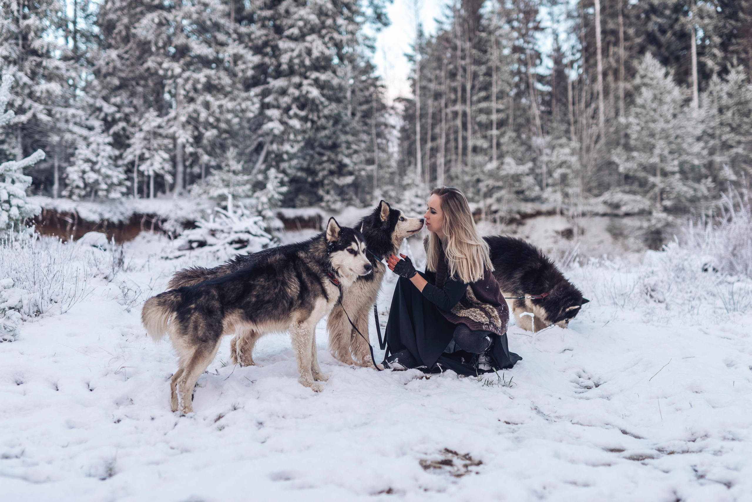 Сказка с хаски. Фотограф в Санкт-Петербурге и Ленинградской области