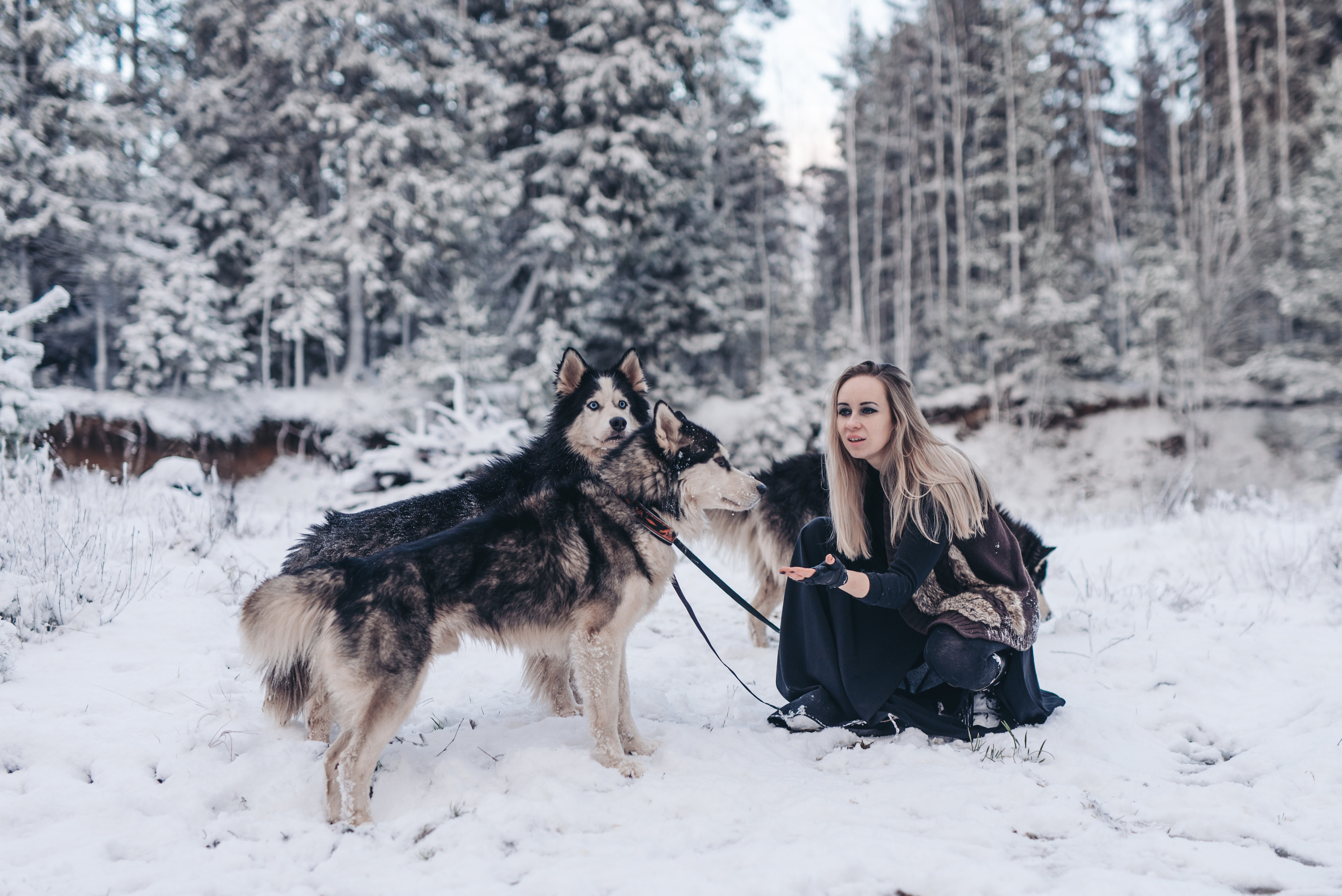 Сказка с хаски. Фотограф в Санкт-Петербурге и Ленинградской области