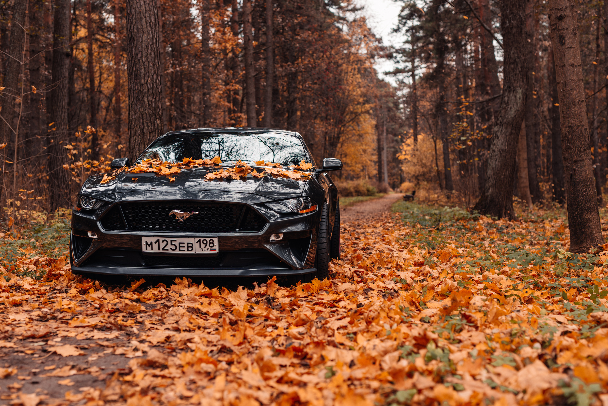 Ford Mustang. Фотограф в Санкт-Петербурге и Ленинградской области