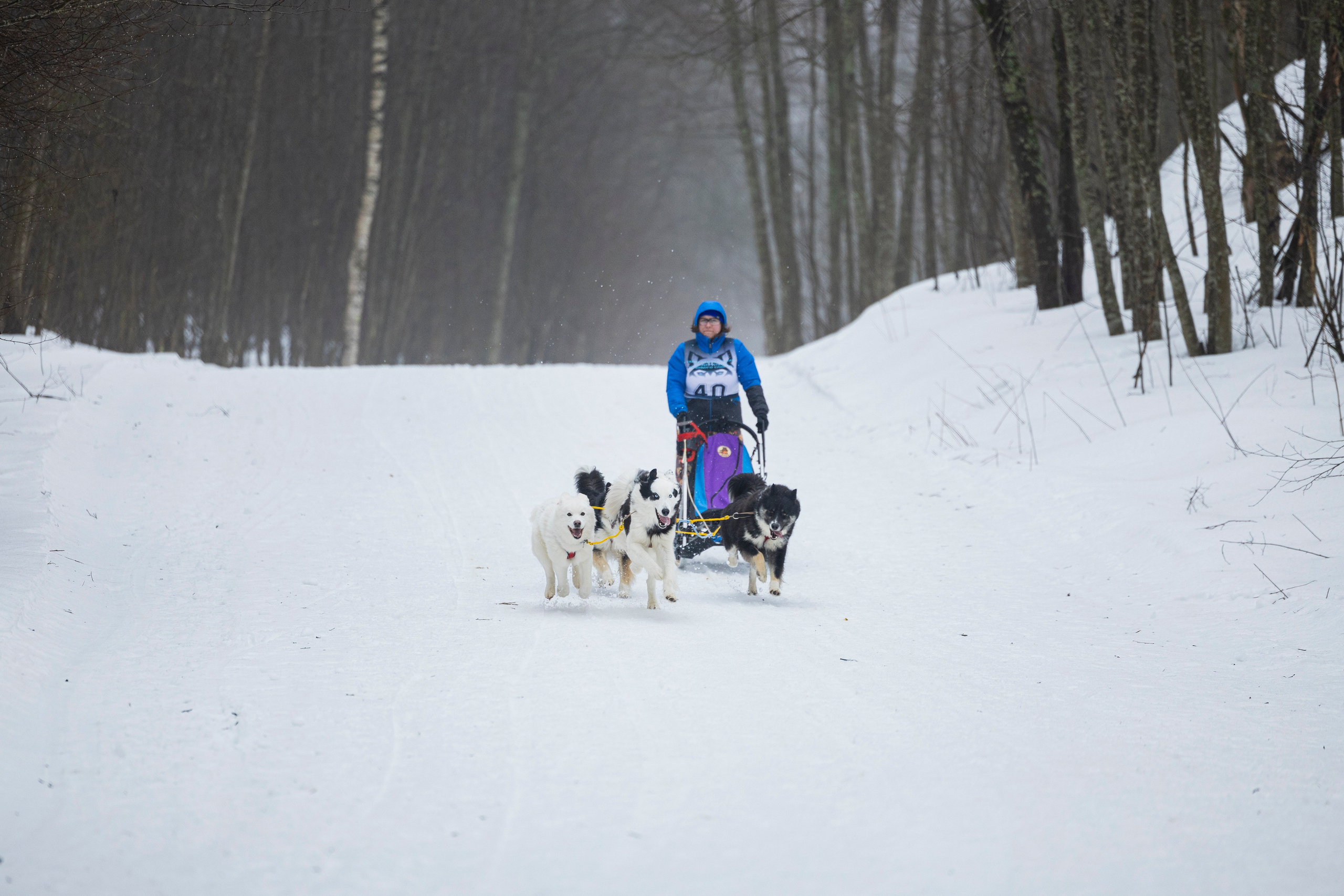 Зимний Чемпионат Санкт-Петербурга по ездовому спорту. Фотограф-анималист Анна Маринич