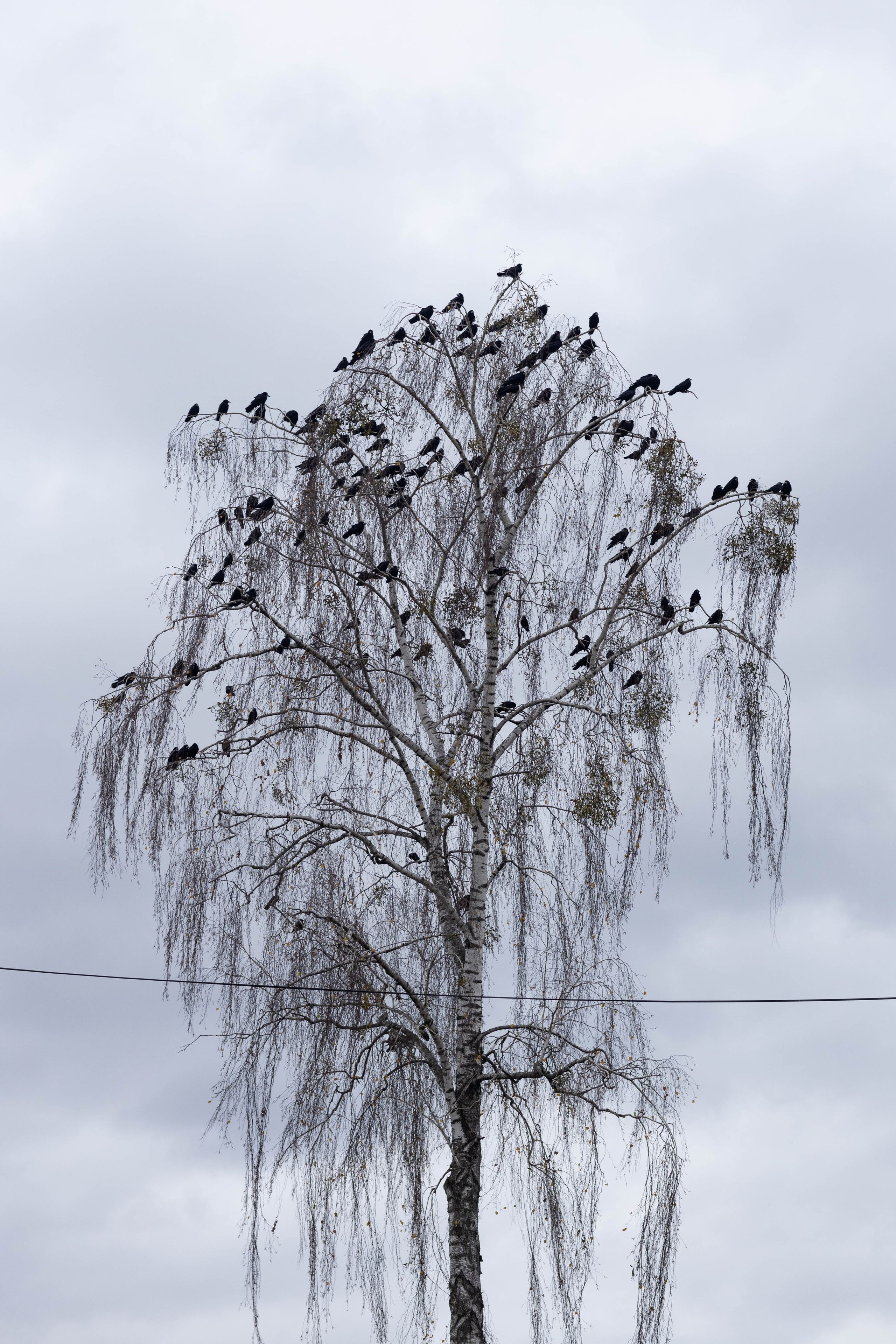 Около меня. Documentary photographer Anton Zdanovich