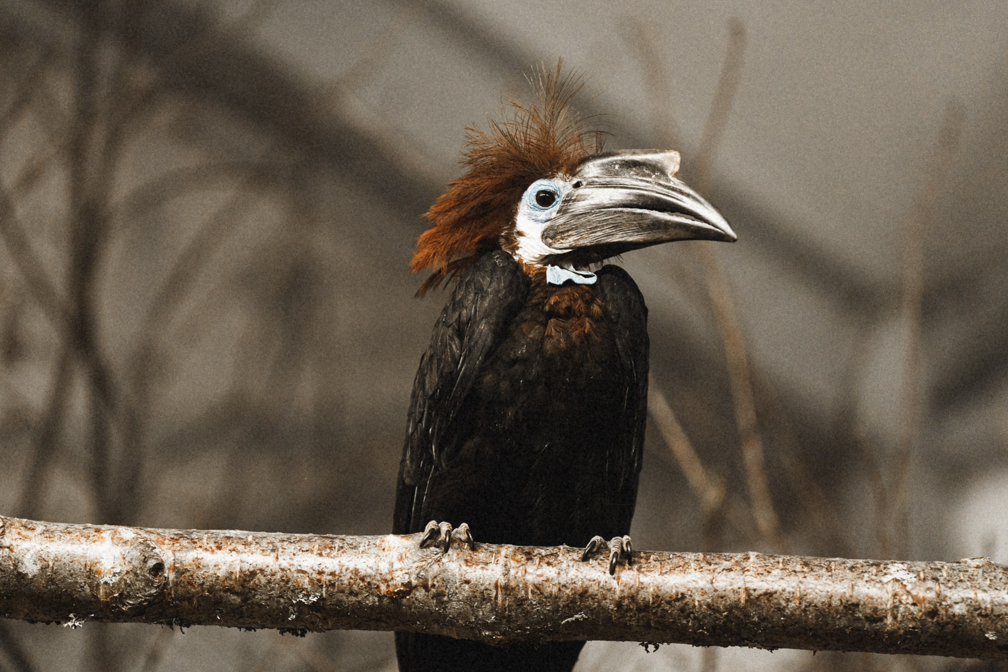 Карельский зоопарк. Zekons. Фото, видео, нейросети