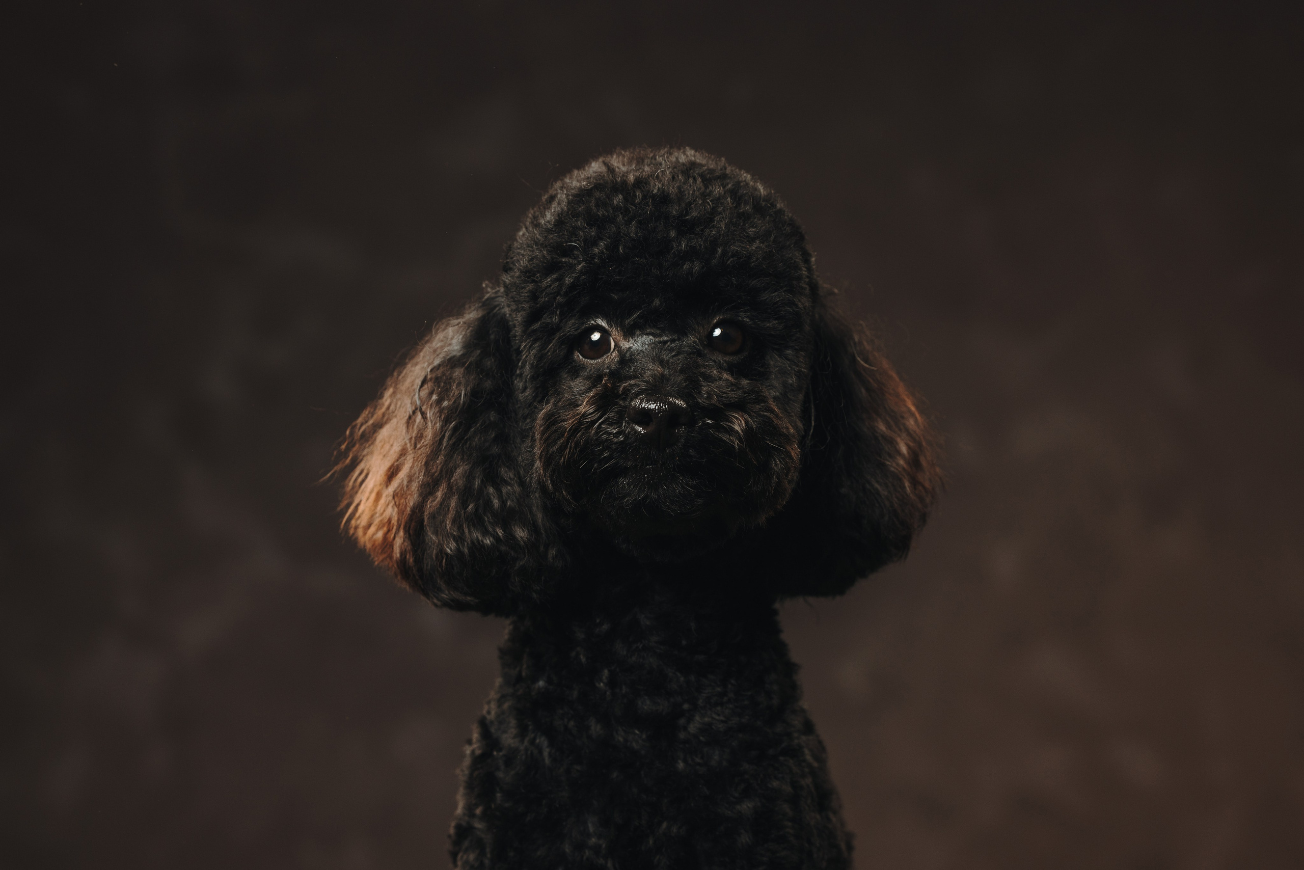 Ярослава и Туча. Фотограф анималист Осипчикова Мария