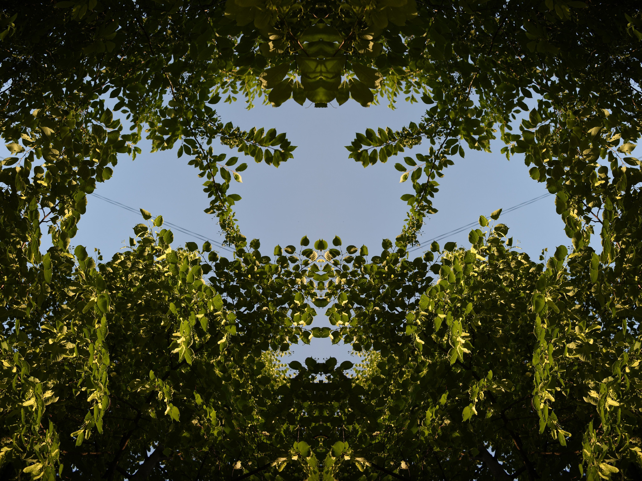 Urban flowers. Арт — фотограф Евгений Наймушин Новокузнецк