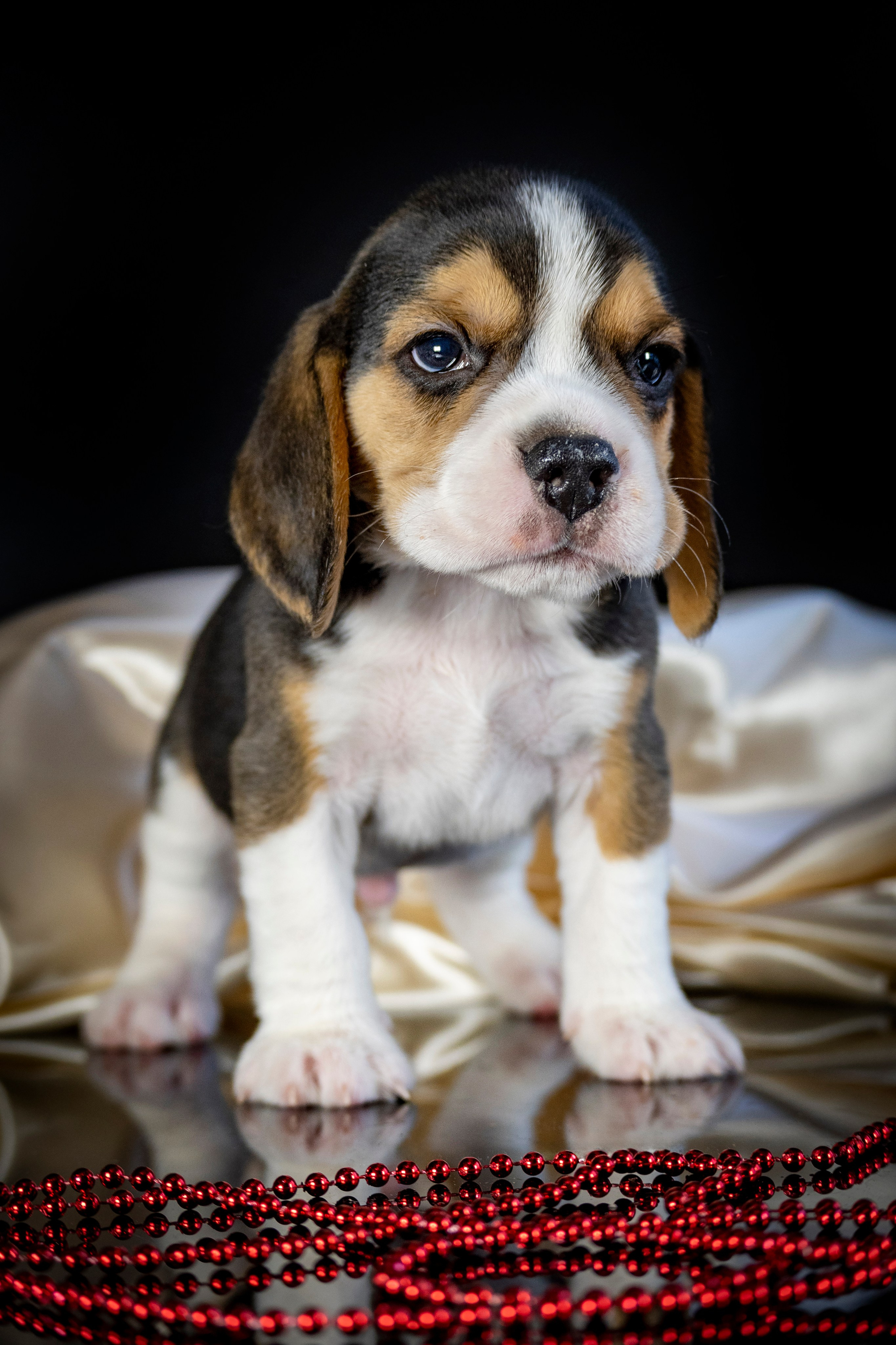 Фотосессия щенков бигля. Фотограф анималист в Санкт-Петербурге Таша Крейв