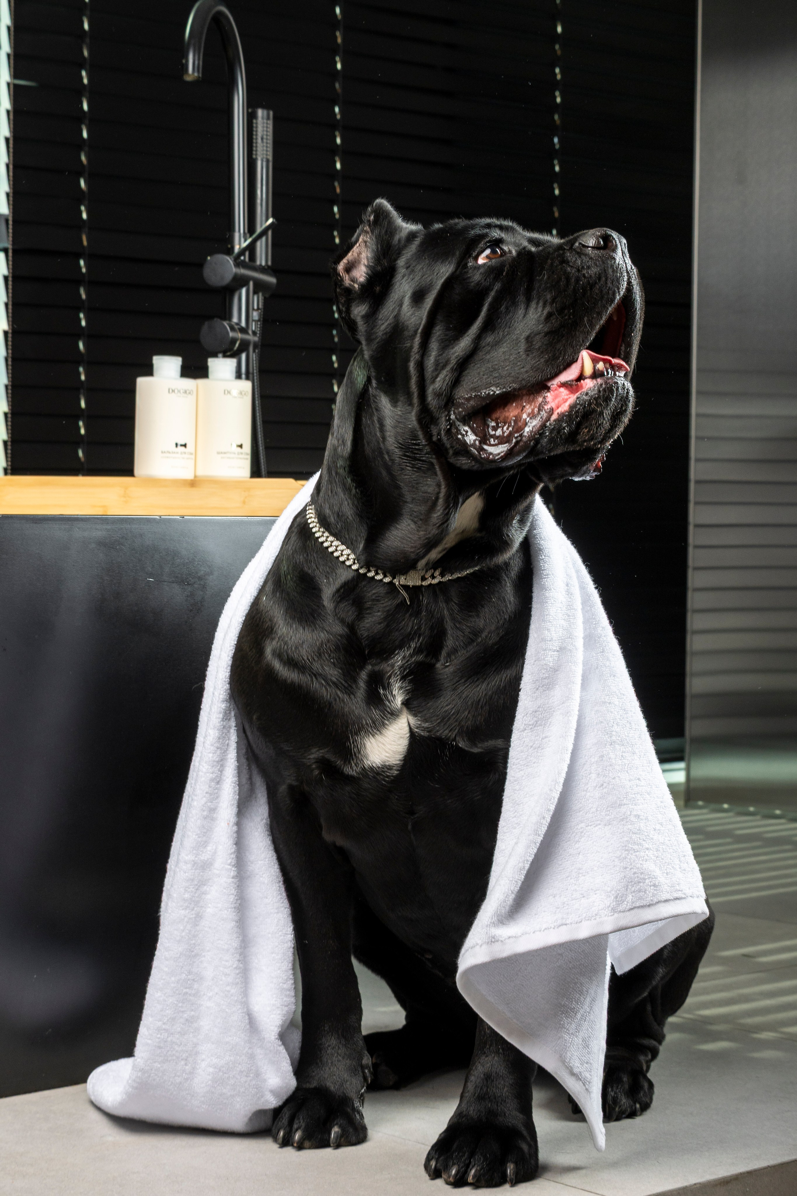 DOGIGO. Фотограф анималист в Санкт-Петербурге Таша Крейв