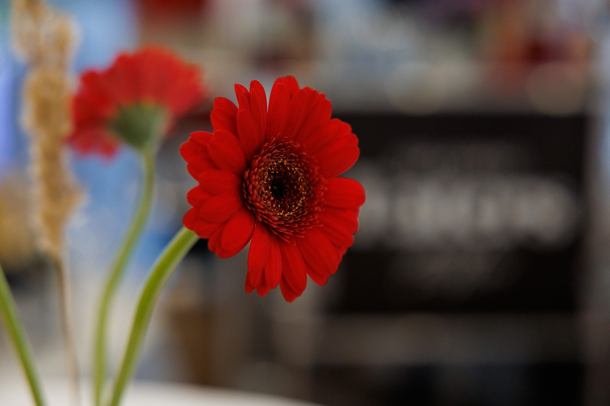 Павел и Ольга. Боченков Вадим | Фотограф в Пскове и Санкт-Петербурге