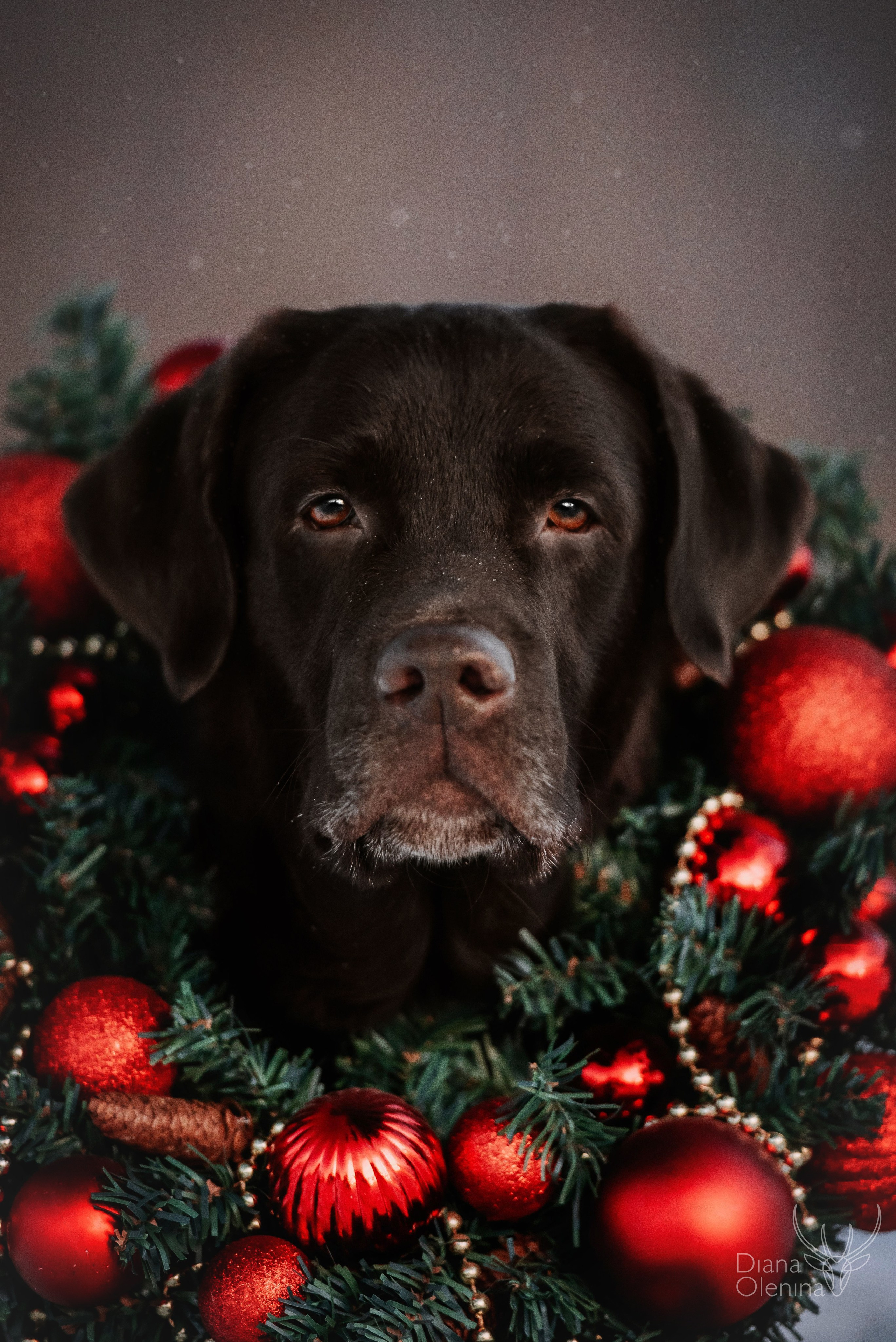 Собаки уличные. Фотограф Диана Оленина Красноярск / Братск