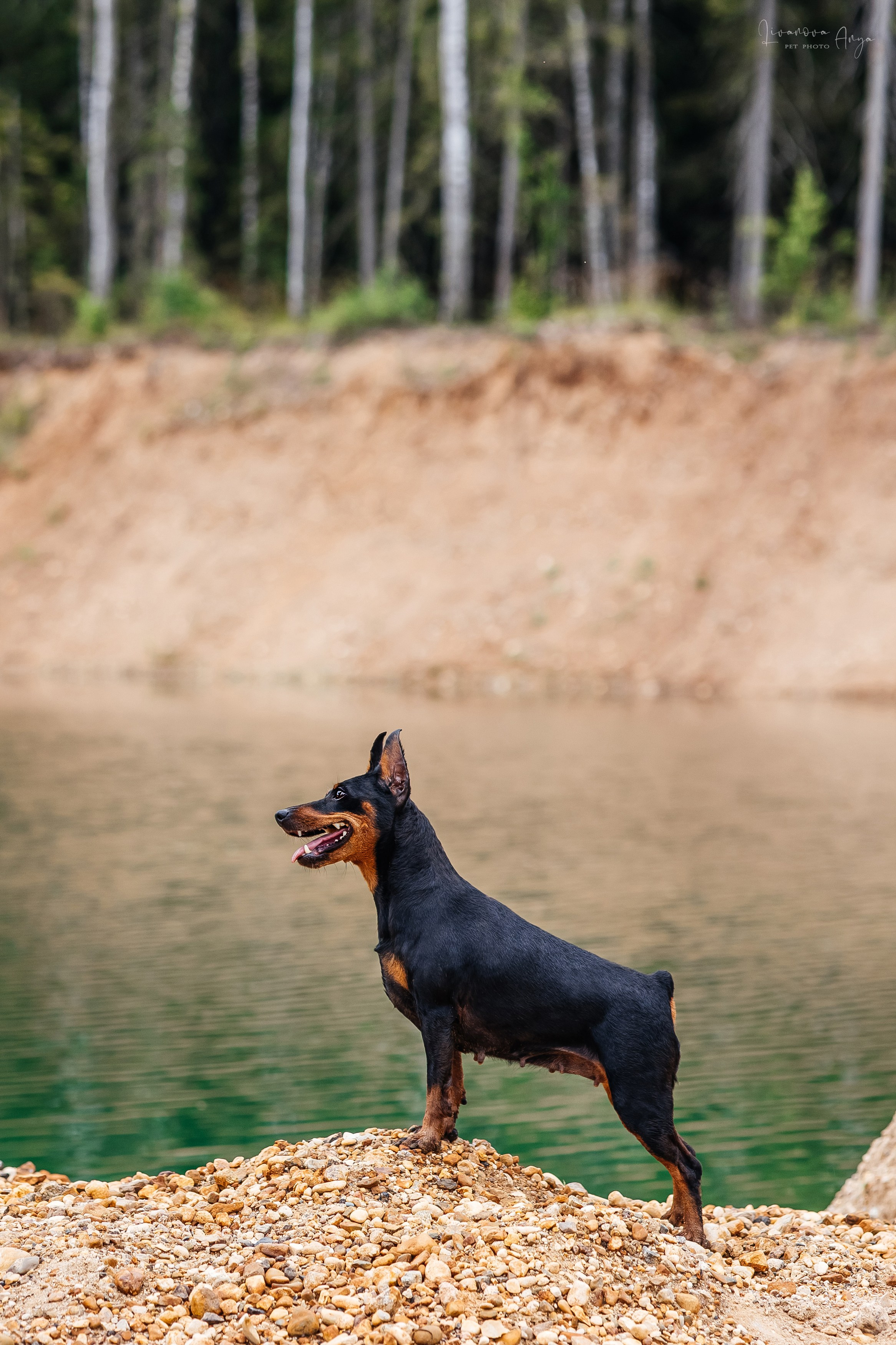 Троицкий карьер. Фотограф анималист Аня Ливанова | Рыбинск