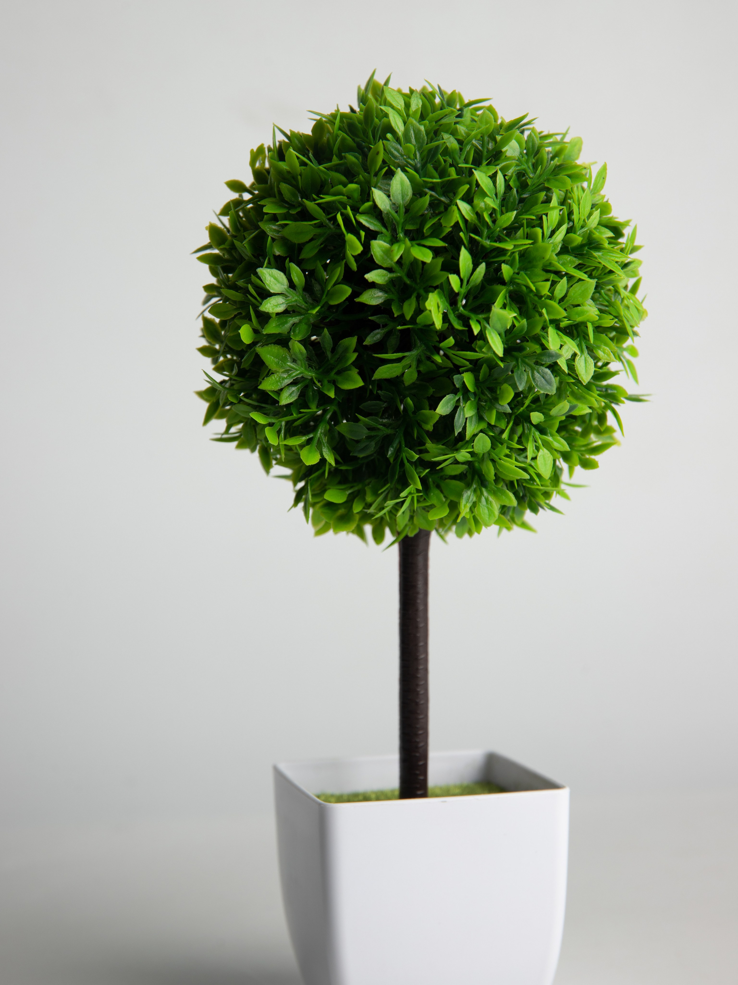 Декоративные деревья. Коммерческий фотограф в Санкт-Петербурге (СПб) Екатерина Панчёха, Панчёшка