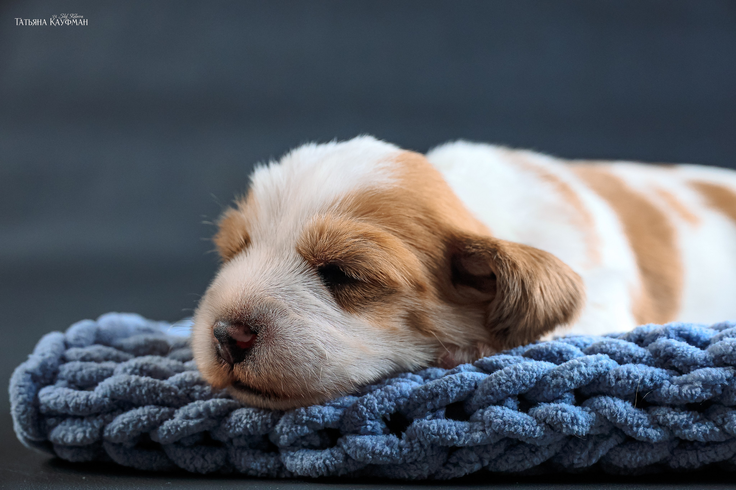 Малые вандейские бассет гриффоны. PVBG. Petit vandeen basset griffon, щенки в новосибирске. Питомник White Rivendel