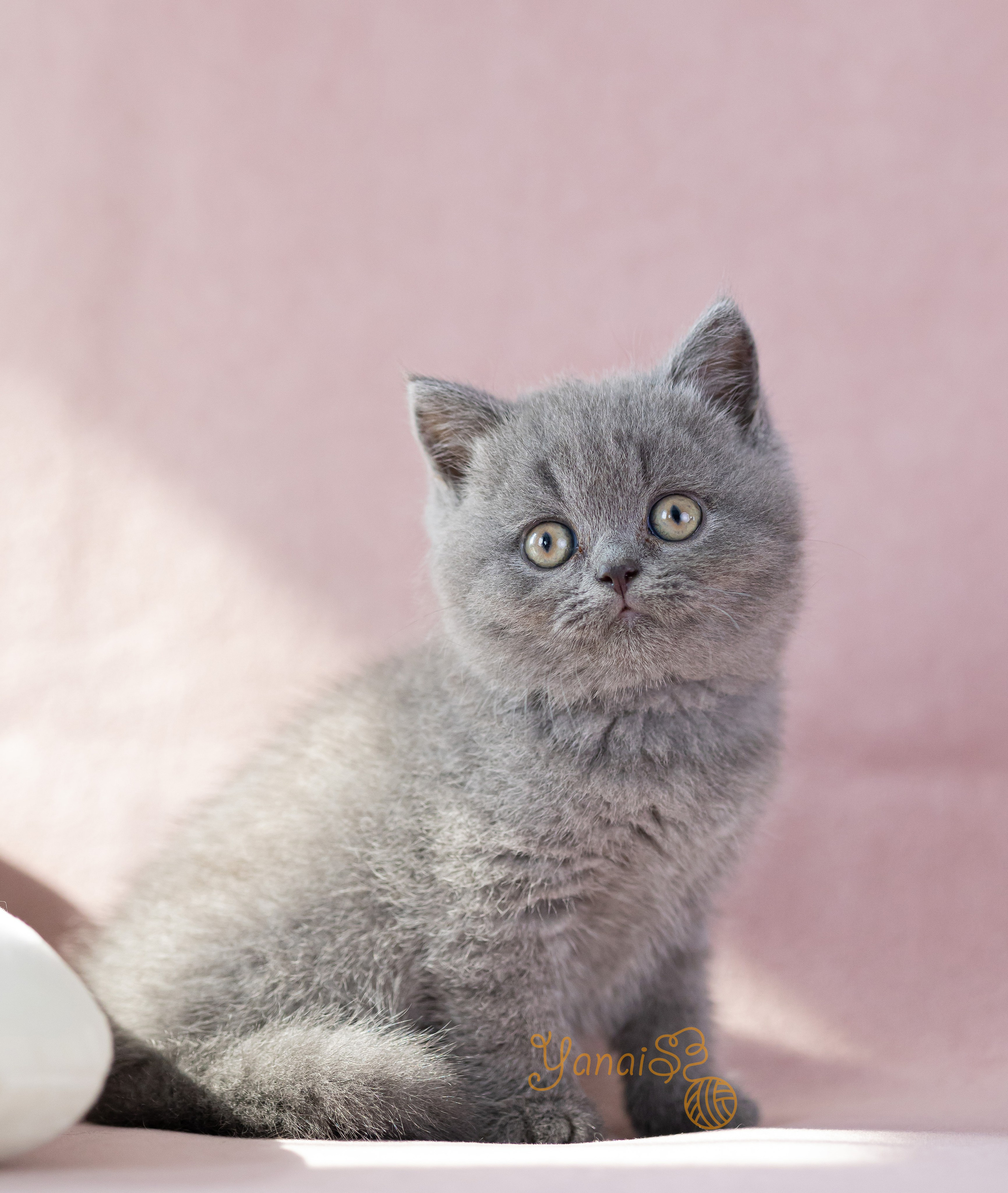 Котята. Фотограф Яна Матвеева в Ижевске