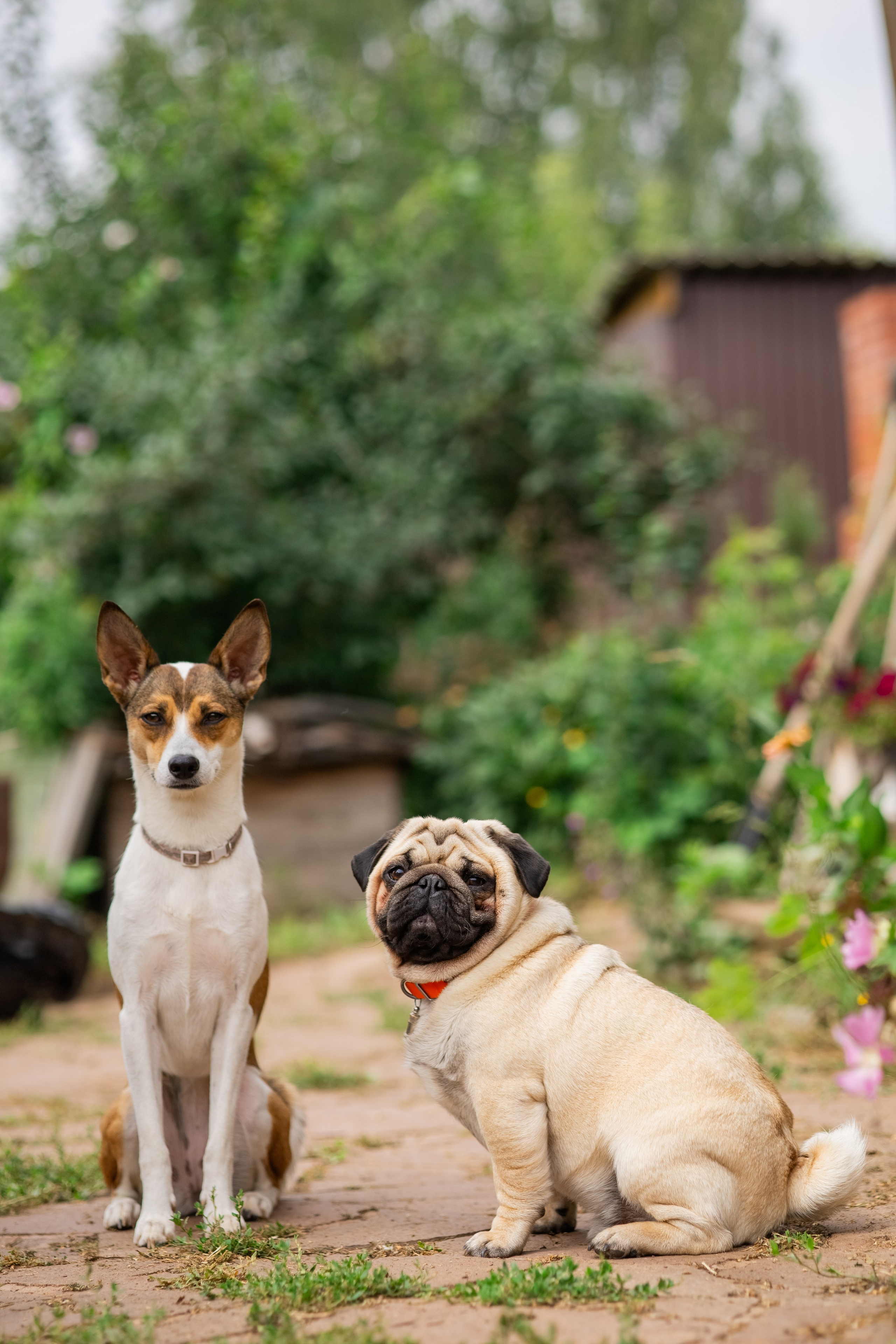 Сёма и Жужа. Август. Фотограф Яна Матвеева в Ижевске