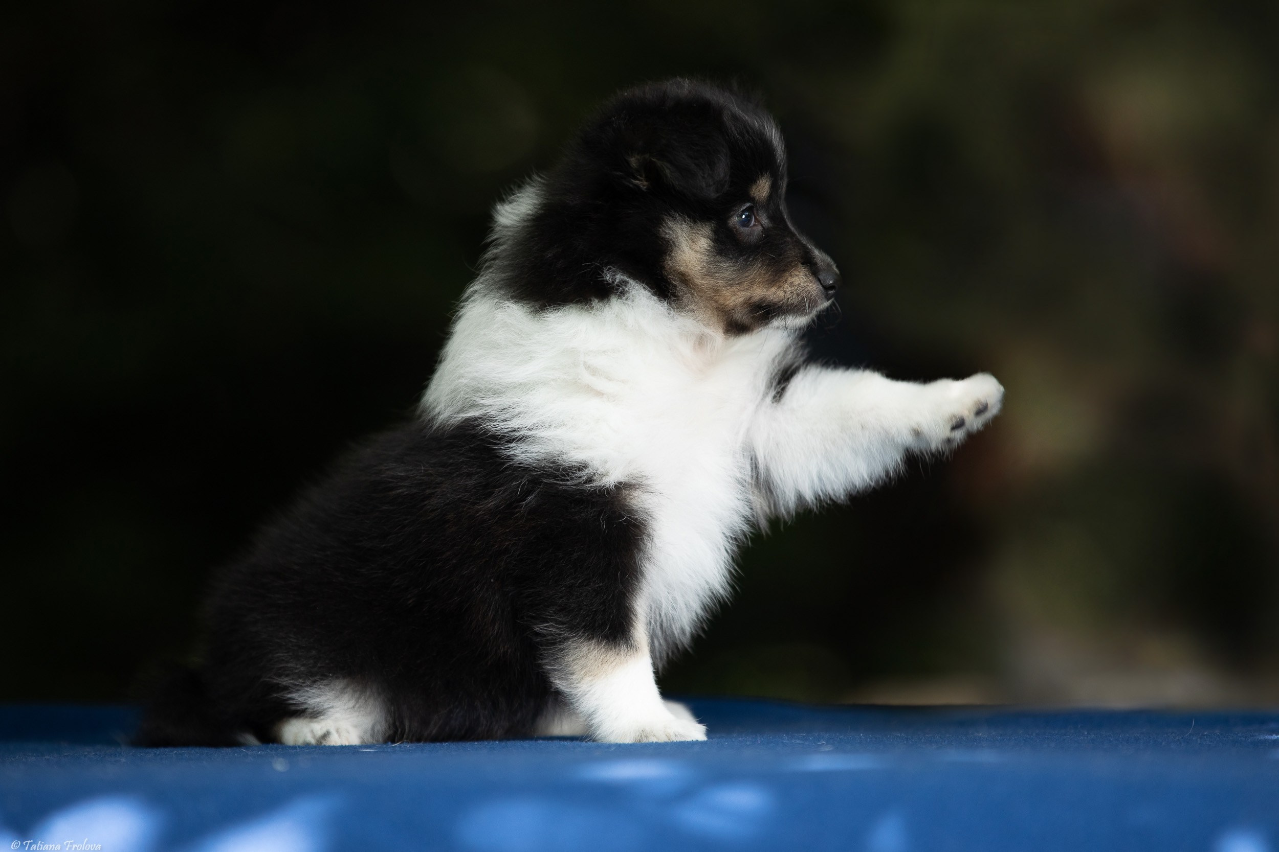 Фото помета щенков для продажи. Фотограф-анималист в Москве и Московской области Татьяна Фролова