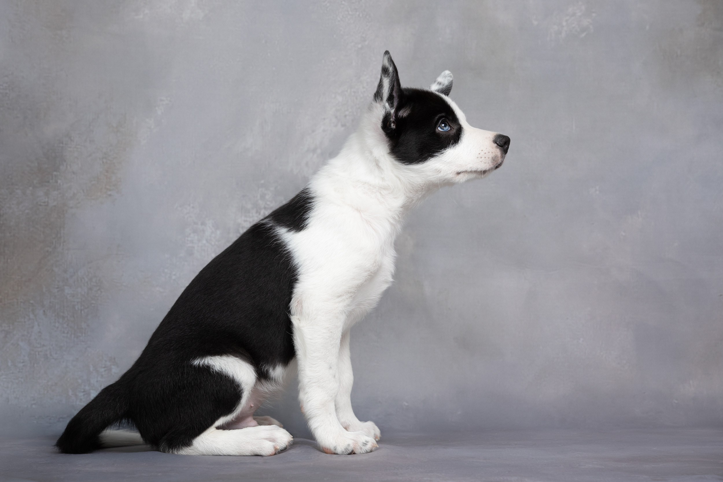 Презентация помета щенков в 2 месяца. Фотограф-анималист в Москве и Московской области Татьяна Фролова
