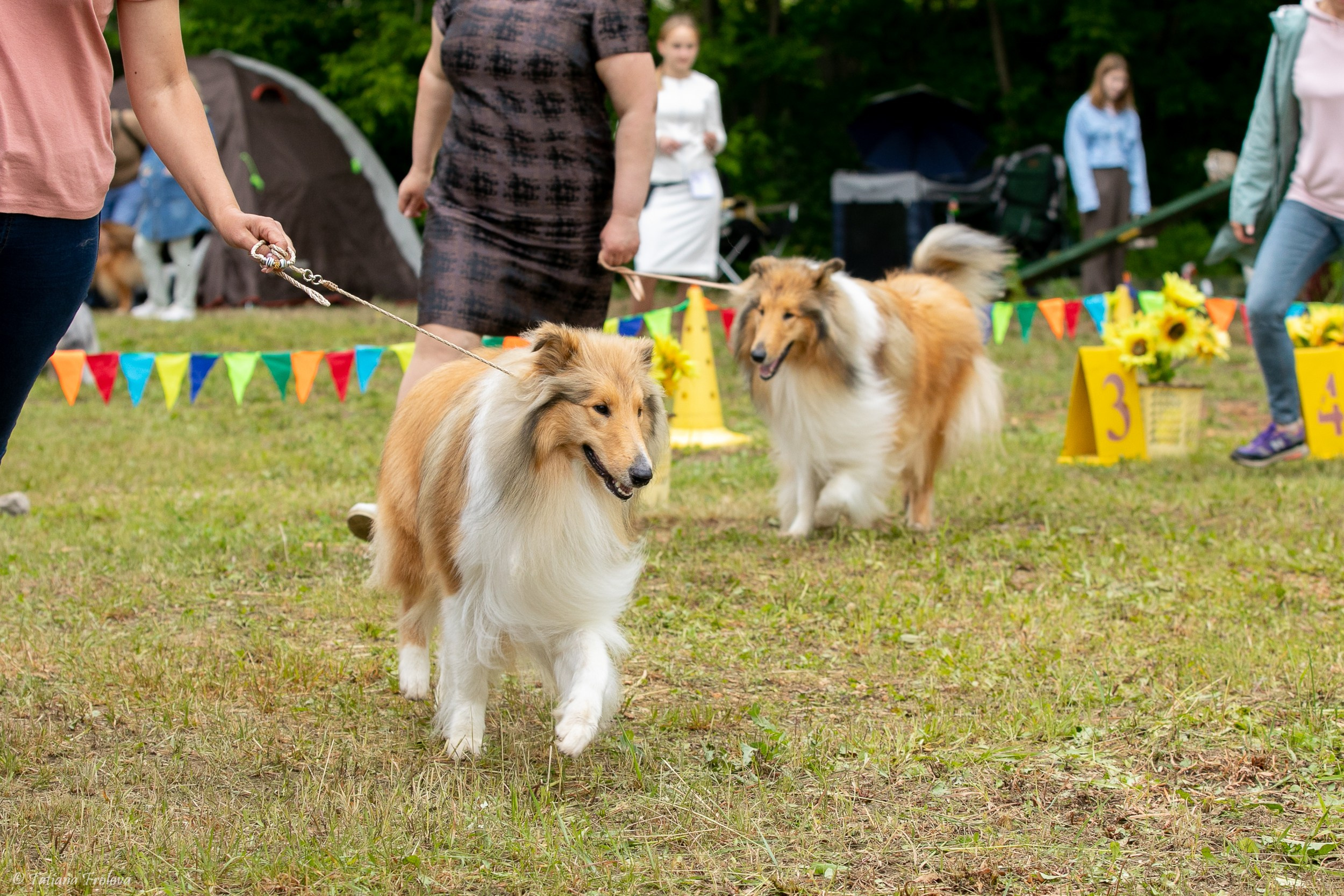 Фотосопровождение выставки собак в Московской области и Москве. Фотограф-анималист в Москве и Московской области Татьяна Фролова