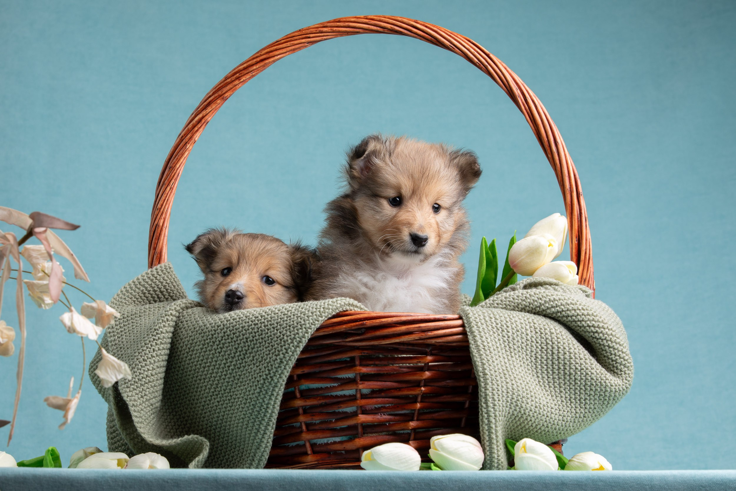 Фото соболиных щенков шелти в возрасте 7 недель на голубом фоне. Фотограф-анималист в Москве и Московской области Татьяна Фролова