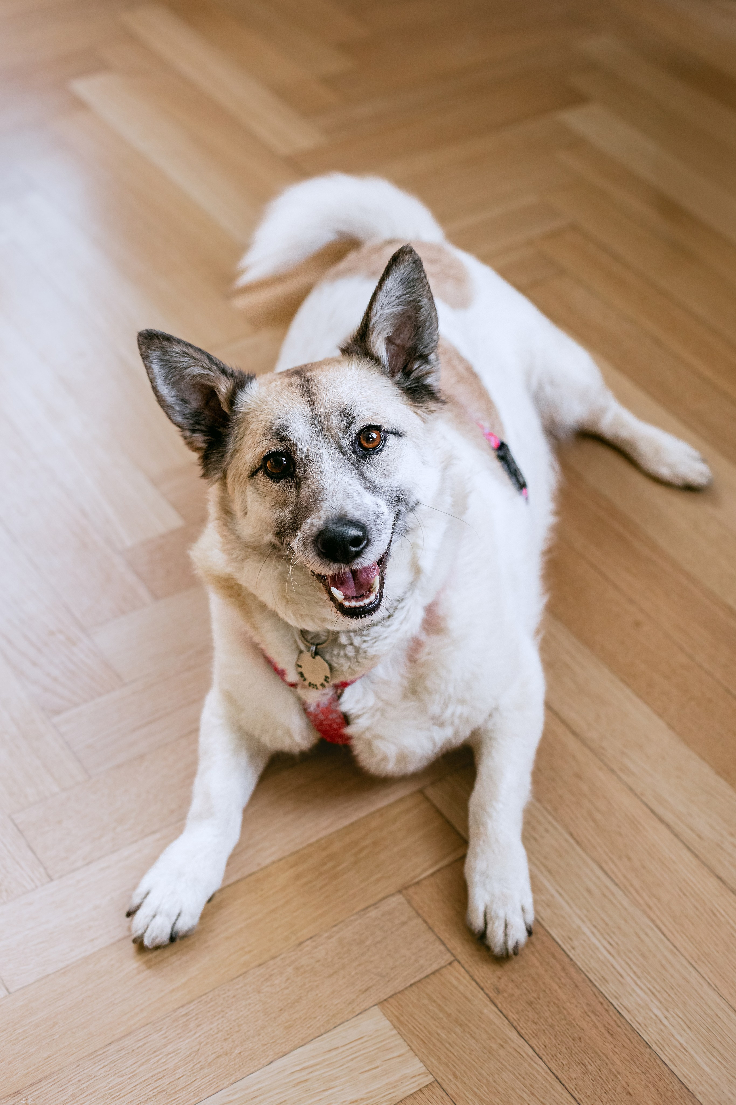 Студия лето 2025. Фотограф-анималист Татьяна Степанова